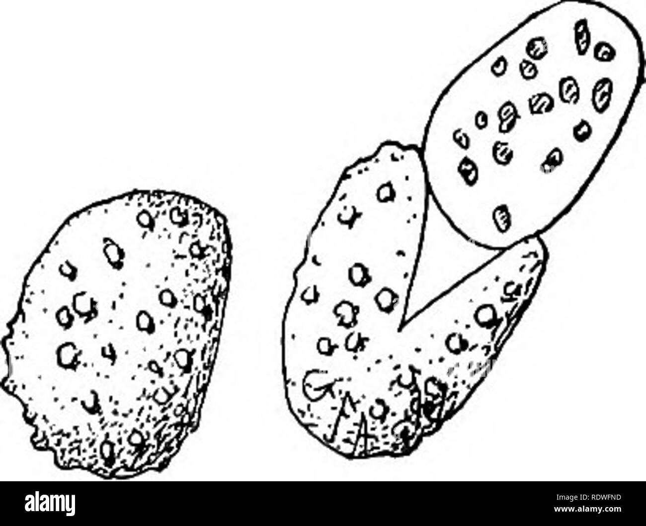 alamy