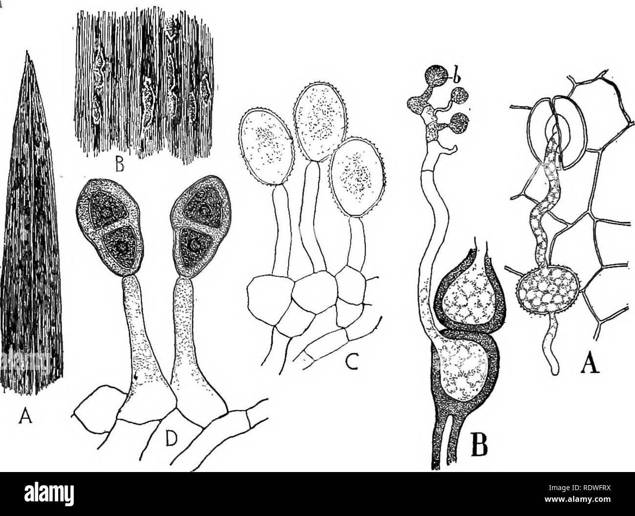 . Nature and development of plants. Botany. DEVELOPMENT OF PLANTS 255 the season's growth. These spores, called teliospores, are resting spores and tide the fungus over the winter. Furthermore these spores are uninucleate. The two nuclei which have character- ized all cells from the aecial stage on, actually fuse, forming one nucleus as the teliospores mature. Some regard this as a delayed fertilization. The teliospores germinate in the spring quite. Fig. 163. Fig. 164. Fig. 163. The summer and fall stages of a rust, Puccinia: A, rust blotches on leaf of wheat. B, portion of leaf magnified, sh Stock Photo
