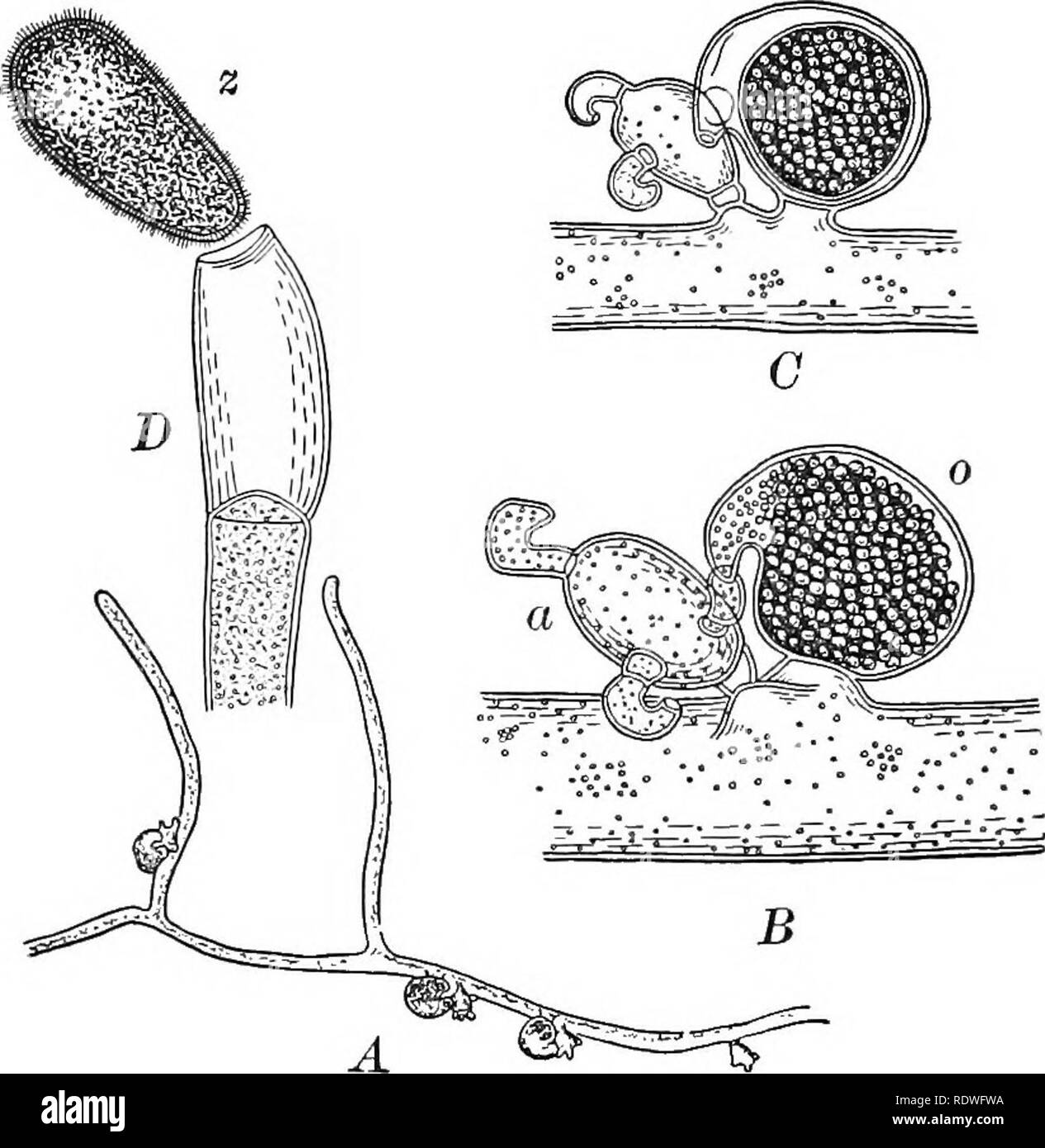 . Essentials of botany. Botany; Botany. 226 ESSENTIALS OF BOTANY felt-like masses which it forms. It must not be confused with moss protonema (Fig. 199) which also grows on damp earth. The protonema has many cross-partitions in the filaments (often oblique in position) and lacks other. Fig. 157. Vaucheria synandra. A, a filament with archegonia and antheridia (considerably magni- fied); iJ, part of same much more highly magnified; o, oogonium; a, antheridium; C, a later stage of B; D, end of a filament with a zoospore, z, escaping (liighly magnified). characteristics shown in Fig. 157, A. It w Stock Photo