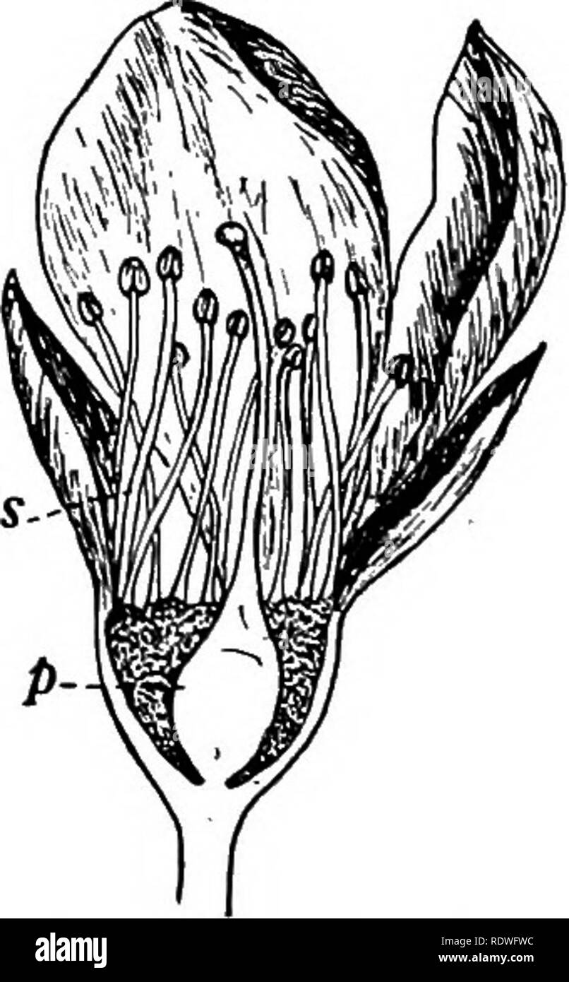 Whorls of flowers Cut Out Stock Images & Pictures Alamy