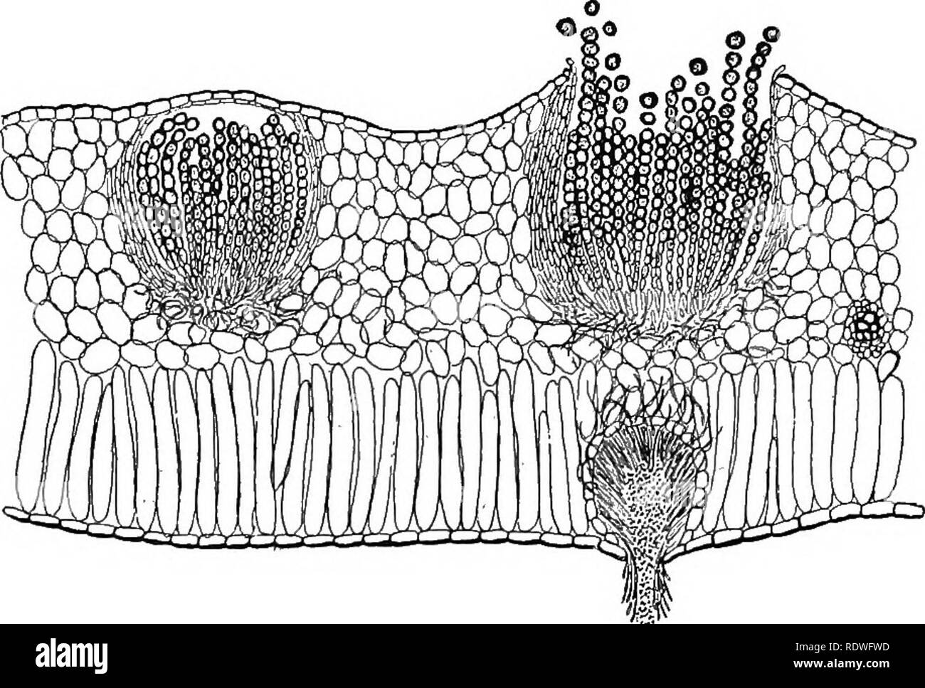 . Nature and development of plants. Botany. 252 DEVELOPMENT OF A RUST bodies which rupture the epidermis and finally open out into cups filled with chains of yellowish spores. An examination of Fig. 162 shows that these spores are formed in rows at the end of hyphae and surrounded by a layer of rather thick-walled hyphae. This stage of the rust is known as the cluster cup or aecial stage and the spores are called aeciospores. Often smaller spore-bear?. ^. Fig. 162. Cluster cups as seen in section of leaf of spring beauty, Clay- tonia. At right one of the cups is ruptured, exposing the aeciospo Stock Photo