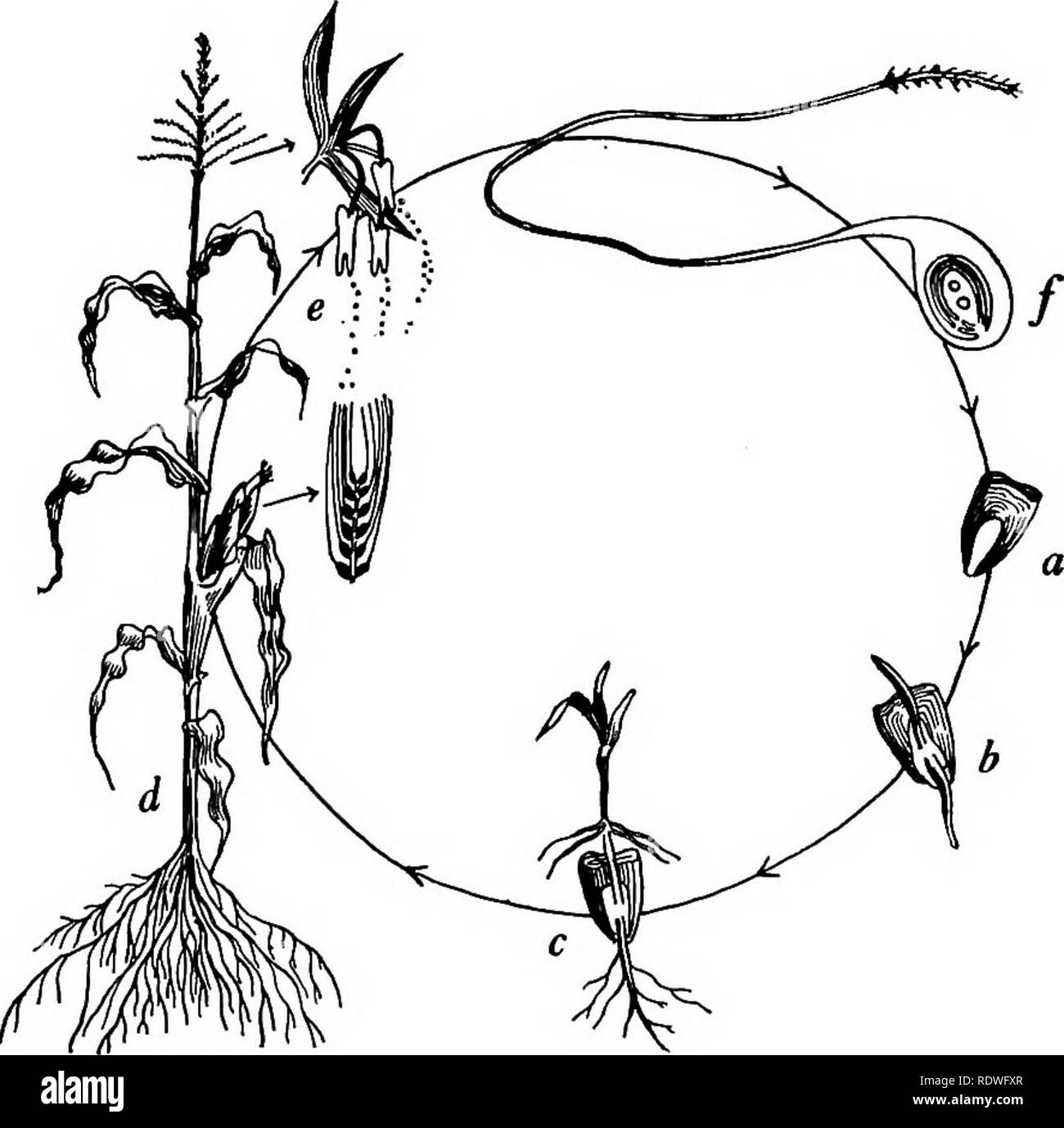 https www alamy com botany with agricultural applications botany life cycle of flowering plants 7 stages of development the tiny corn plant called embryo or germ which we find in the corn kernel does not look much like the plant that bears tassel and ears from the embryo to the flower and seed stage many things take place the series of events which take place in the development of the embryo to a mature plant constitutes the life cycle of a plant starting from fiq 1 life cycle as illustrated by the corn plant a mature kernel 6 germination c seedling stage d mature plant composed of roots image232286623 html