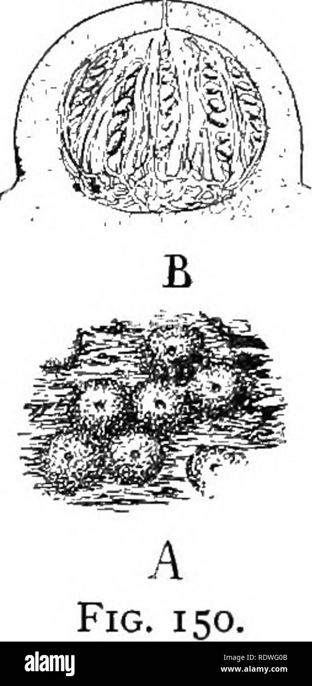 . Nature and development of plants. Botany. Fig. 148. Fig. 149.. Fig. 148. A common black fungus, Hypoxylon: A, habit of the fungus as it apjjears on dead branches and logs. The round black bodies are an association of the mycelium, stroma, and numerous ascocarps. B, a single ascus enlarged, showing character of the ascospores. Fig. 149. The black knot, Plowrightia, infecting a branch of cherry. At the bottom of the branch is shown the early summer or spore-bearing stage, c, and above a black warty mass of ascocarps, as, produced the previous season. Fig. 150. A, several ascocarps enlarged, ta Stock Photo