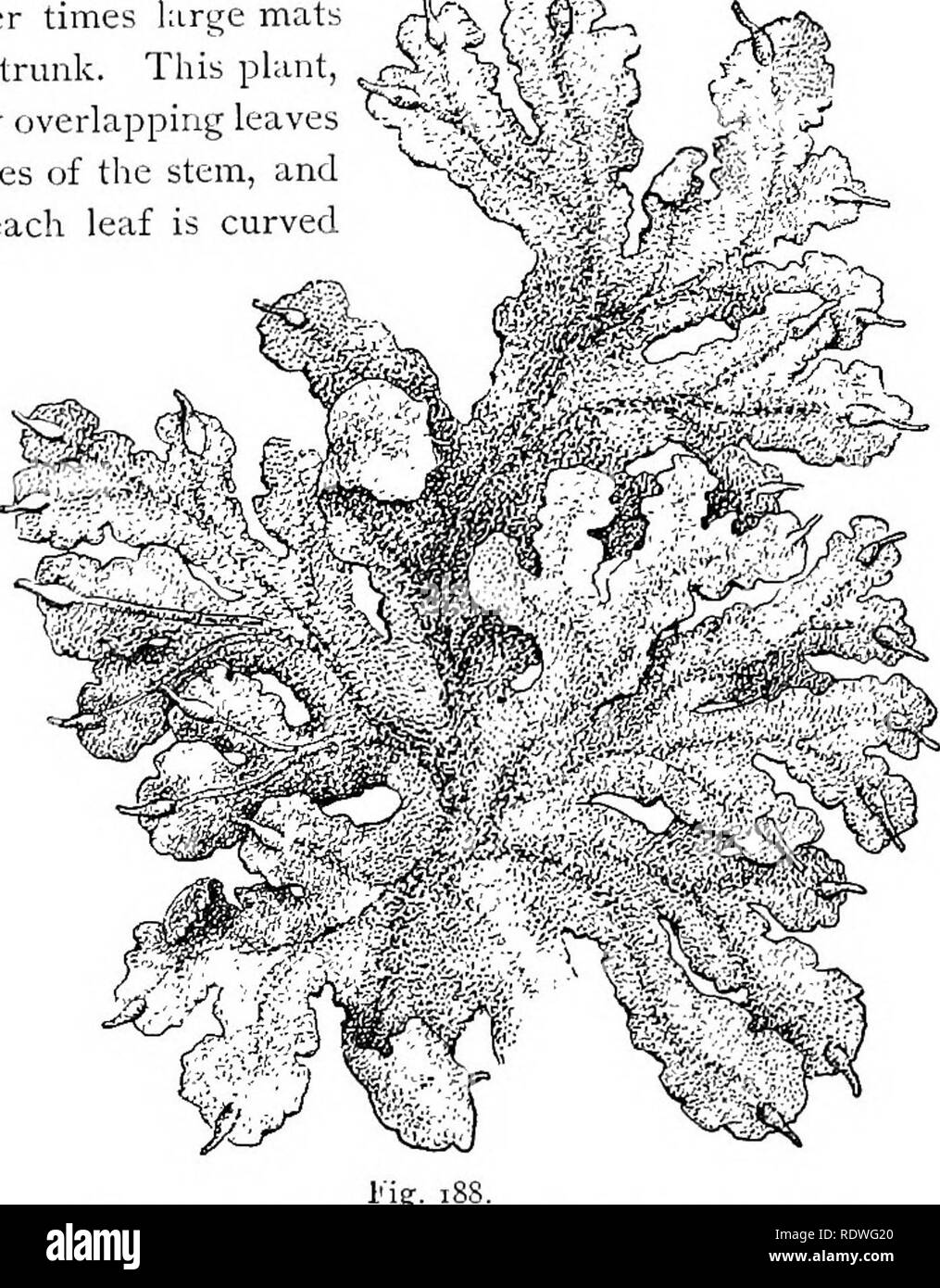 . Elementary botany. Botany. FOLIOSE LIVERWORTS. 155 occur on the bark of a trunk. This pk— porella, also has closely overlapping leaves ^$s There is so much moisture in these little pockets of the under side of the leaf that minute animals have found them good places to live in, and one frequently discovers them in this retreat. There is here also a third row of poorly developed leaves on the under side of the stem. 330. Porella.—Growing in similar situations is the plant known as porella. Sometimes there are a few plants J&gt;L, in a. group, and at other times large mats f4* fv wi-* in row Stock Photo