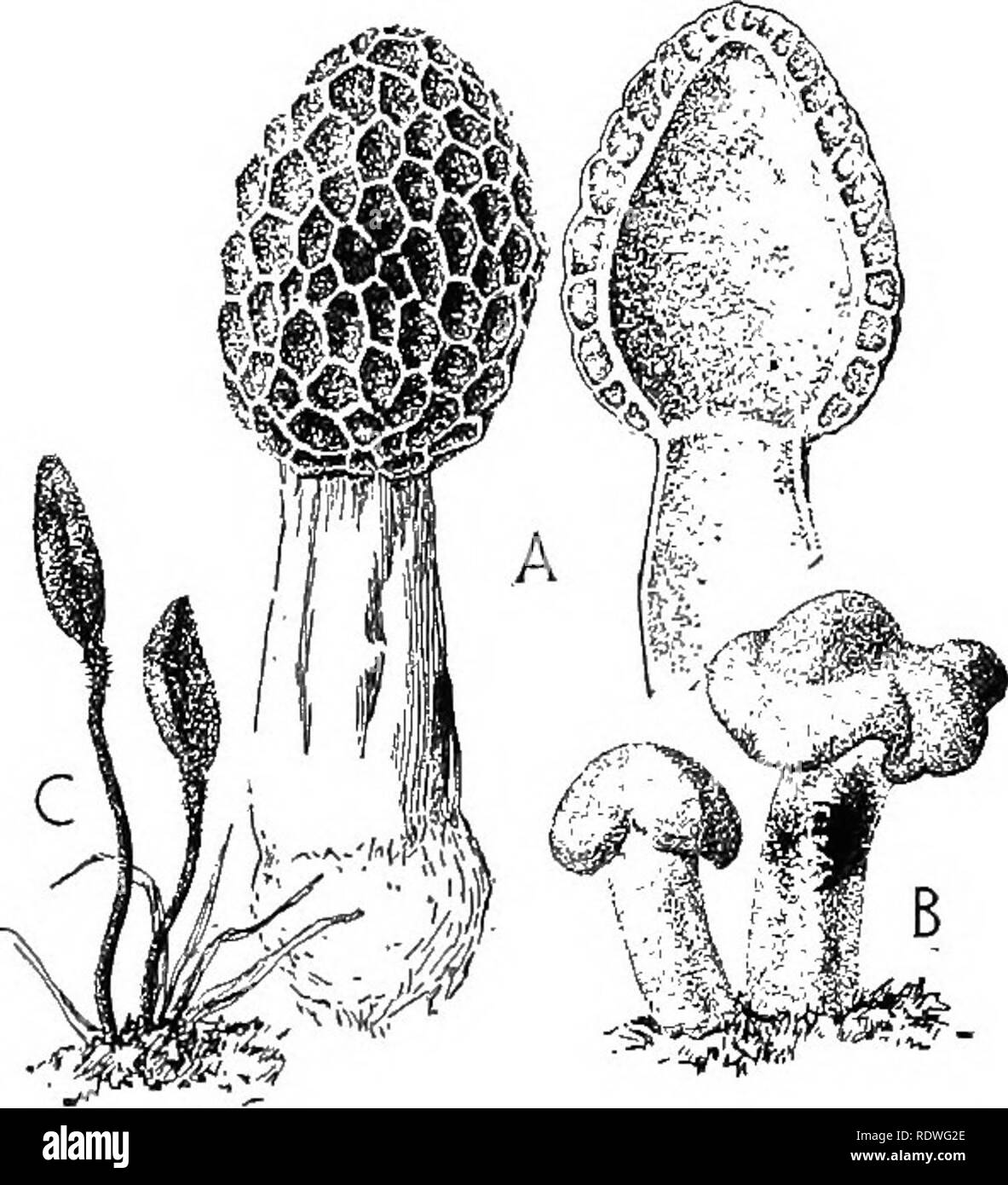 . Nature and development of plants. Botany. 232 THE ASCO-LICHENS size, forms of Morchella occasionally reaching the height of a foot and some species of Gyromitra weigh over a pound. 86. The Asco-lichens.—^A second line of departure from the Pezizales includes a large group of plants known as the lichen. The great majority of these forms show strong evidence of rela-. FiG. 141. Common forms of the Helvellales: A, the morel, Morchella, surface view at left and in section at right. The asci and paraphyses form a hymenium over the honeycomb surface. B, Leolia, a small gelatinous form of a light,  Stock Photo