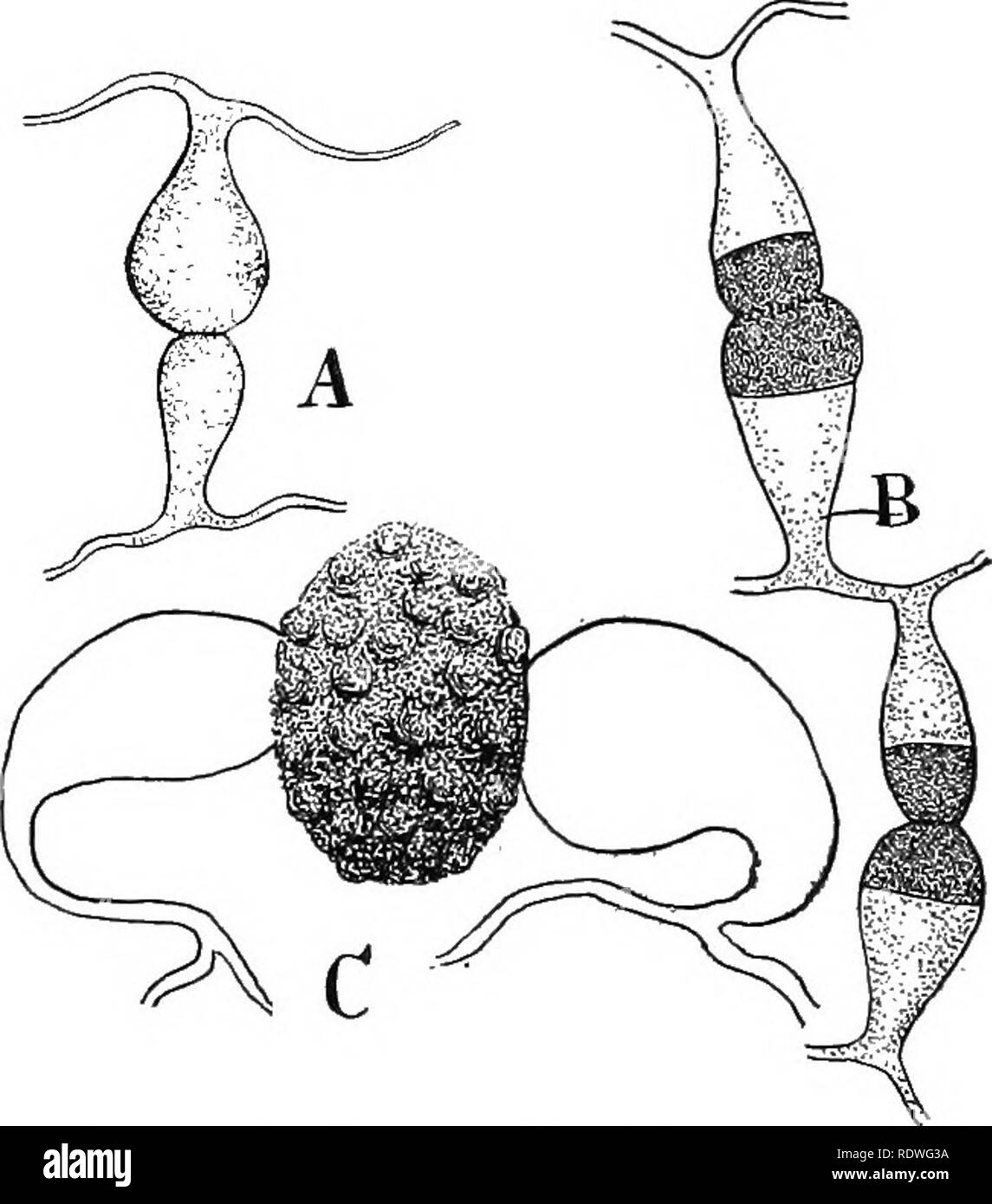 . Nature and development of plants. Botany. 226 SPORANGIUM OF PHILOBOLUS in this mode of scattering the spores is seen in a related form, Pilobolus, which is of common occurrence upon horse dung. Here the wall of the sporangium, unlike Rhizopus, is quite firm and becomes mucilaginous only at the point of contacfwith the stalk that bears it. Owing to the accumulation of water in the stalk such a pressure is finally set up as to rupture it at the mucilaginous point and so the sporangium with its contained spores is hurled considerable distance^—often quite one meter. The sporangia bearing stalks Stock Photo