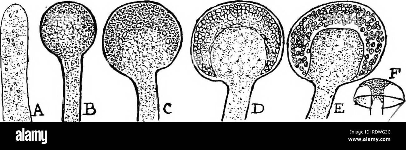 . Nature and development of plants. Botany. DEVELOPMENT OF PLANTS 225 and so become spores (Fig. 135). The numerous sporangia filled with dark spores are the principal cause of the black color of these fungi. During the development of the spores a wall is constructed over the central protoplasm, thus often forming a dome-like structure in the sporangium known as the columella (Fig. 135, E). The walls of the sporangia (save at the region in contact with the stalk) readily dissolve in the presence of moisture, owing to their mucilaginous character, and thus allow the spores to float off in the a Stock Photo