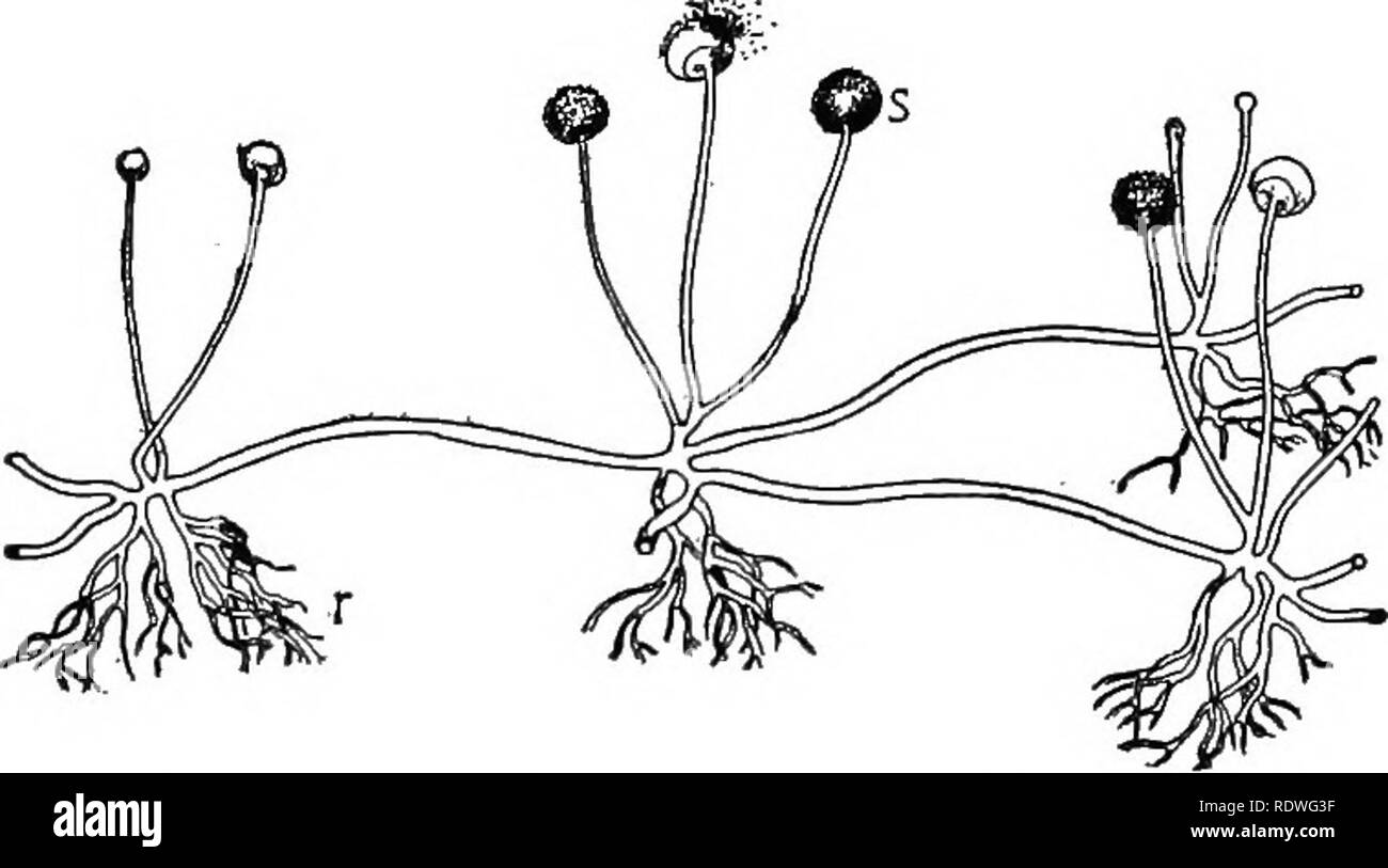 . Nature and development of plants. Botany. 224 REPRODUCTION OF BLACK MOULDS The ability of these spores, or sporangia, to produce zoospores is doubtless the survival of a trait inherited from their algal an- cestors. 80. Order c. Mucorales or Black Moulds.—These are among the most common of the fungi and they are almost sure to appear upon any cooked food or decaying matter that is exposed to the air even for a very short time (Fig. 134). The mycelium has practically the same structure as noted in the preceding groups, but the black moulds have lost all motile reproductive bodies and their re Stock Photo