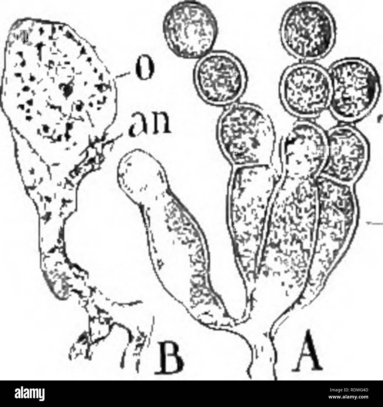 . Nature and development of plants. Botany. Fig. 132. Fig. 133. Fig. 132. Asexual reproduction of the mildew: A, hyphae of Plasmo- para emerging from a stoma and bearing numerous sporangia. B, enlarged view of sporangium of Peronospora germinating on a dry leaf. In this case the sporangium behaves as a spore sending out a hypha that will penetrate the tissues of the leaf. C, sporangium of Phytophthora germinating in the water and forming zoospores. D, zoospore enlarged. E, zoospore has come to rest and is forming a tube that will penetrate the tissues of the leaf as in the case of 5. Fig. 133. Stock Photo