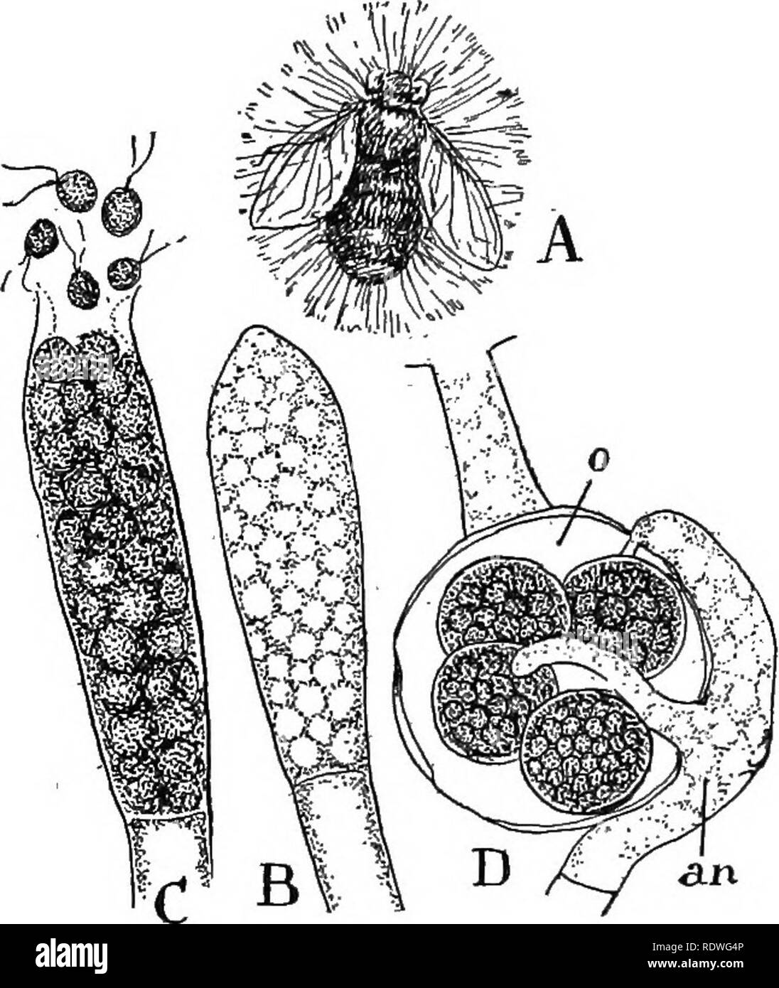 . Nature and development of plants. Botany. IJEVELOPMENT OF PLANTS 219 ing tubular threads without partitions but containing numerous nuclei and thus resembling Vaucheria save for the absence of chloroplasts (Fig. 130). The sporangia are also formed by the cutting off of the tip of one of the branches by a transverse wall. The contents of a sporangium, however, generally breaks up into a very large number of biciliate zoospores (Fig. 130, C). In the species that cause so much damage to fish, the spores come to rest upon the fish and form tubular outgrowths that readily penetrate the tissues of Stock Photo