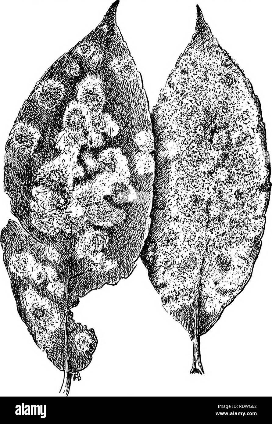. Elementary botany. Botany. FUNGI: SAC FUNGI. 137 301. Asci and ascospores.—While we are looking at a few of these through the microscope with the low power, we should. Fig. 164. Leaves of willow showing willow mildew. The black dots are the fruit bodies (perithecia) seated on the white mycelium. press on the cover glass with a needle until we see a few of the perithecia rupture. If this is done carefully we will see several small ovate sacs issue, each containing a number of spores, as shown in fig. 166. Such a sac is an ascus, and the spores are ascospores,. Please note that these images ar Stock Photo