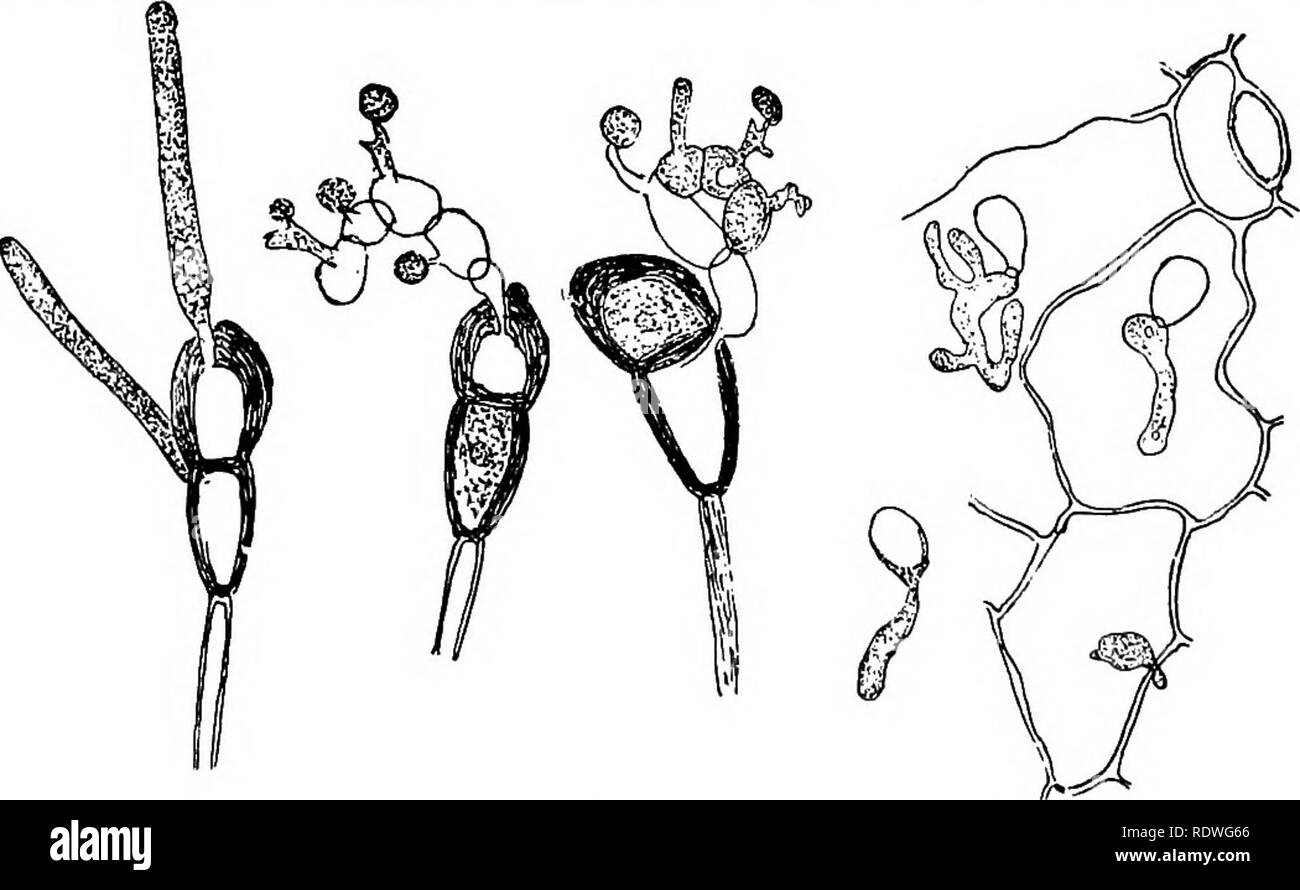 . Elementary botany. Botany. Fig. 159. Fig. 160. Germ tube entering the Germinating uredospore of wheat rust. (After Marshall- leaf through a stoma Ward.). Fig. 101. Teleutospore germi nating, forming promy- cerium. Fig. 162. Proinycelium of ger- minating teleutospore, forming sporidia. Fig. 163. Germinating sporidia entering leaf of barberry by mycelium. uiiiiiug piuiny- iiiiiiaiuig Liiicim p&gt;|ii m 1:, ui uai uei ry uy mycelium, forming sporidia. Figs. 161-163.—Puccinia graminis (wheat rust). (After Marshall-Ward.). Please note that these images are extracted from scanned page images that  Stock Photo