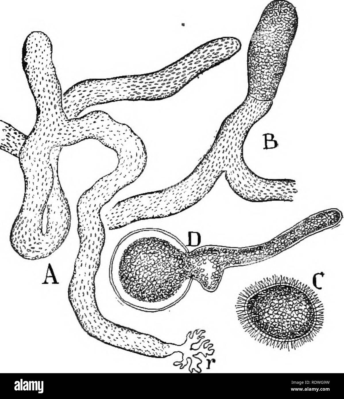 . Nature and development of plants. Botany. DEVELOPMENT OF PLANTS 195 70. Order d. Siphonales or Tubular Green Algae.—^This order includes a large number of odd forms that are filamentous in character and they differ from algae previously noted in that the filaments contain numerous nuclei, but with rare exceptions no cell partitions. Such plants are called coenocytes. They assume various forms and often resemble a small plant with stem, root and leaf, but in all these cases the plant is essentially a huge cell or tube without partitions and containing numerous nuclei. Most of the Siphonales a Stock Photo