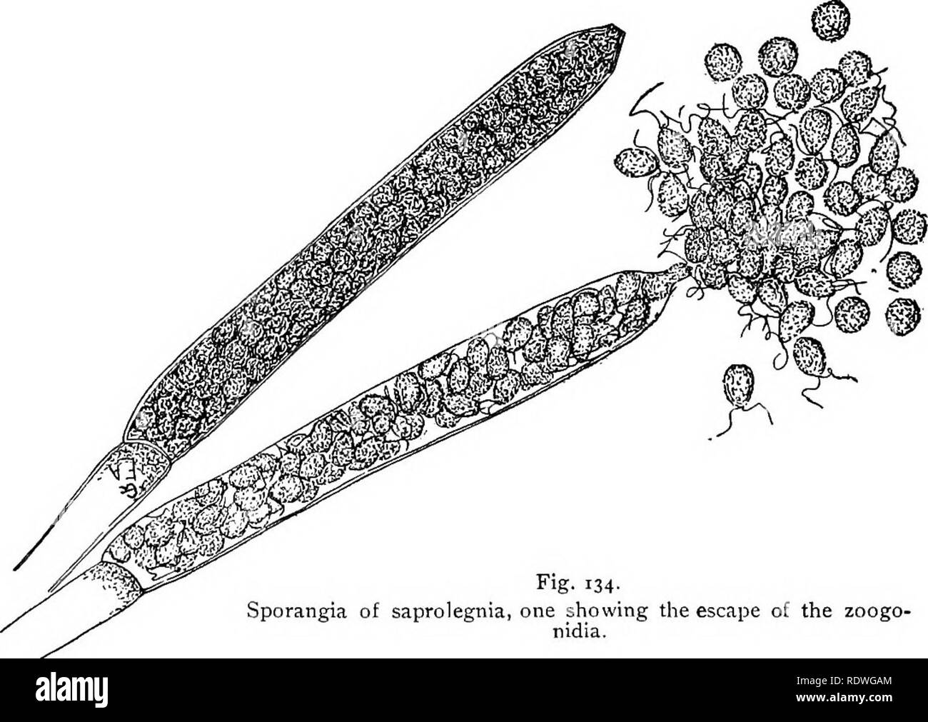 . Elementary botany. Botany. 124 MORPHOLOGY. ordinary threads of the mycelium. Some of the threads should be mounted in fresh water. Search for some of those which. Fig. 134- Sporangia of saprolegnia, one showing the escape of the zoogo- nidia. show that the protoplasm is divided up into a great number of small areas, as shown in fig. 134. With the low power we should watch some of the older ap- pearing ones, and if after a few minutes they do not open, other preparations should be made. 282. Zoogonidia of saprolegnia.—The sporangium opens at. Please note that these images are extracted from s Stock Photo
