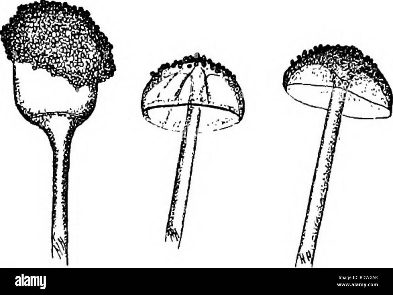 . Elementary botany. Botany. Fig. 133- A mucor (Rhizopus nigricans); at left nearly mature sporangium with columella showing within; in the middle is ruptured sporangium with some of the gonidia clinging to the colu- mella ; at right two ruptured sporangia with everted columella. capable of growing and forming the mycelium again. They are sometimes called chlamydospores. Water Moulds (Saprolegnia). 279. The water moulds are very interesting plants to study because they are so easy to obtain, and it is so easy to observe a type of gonidium here to which we have referred in our studies of the al Stock Photo