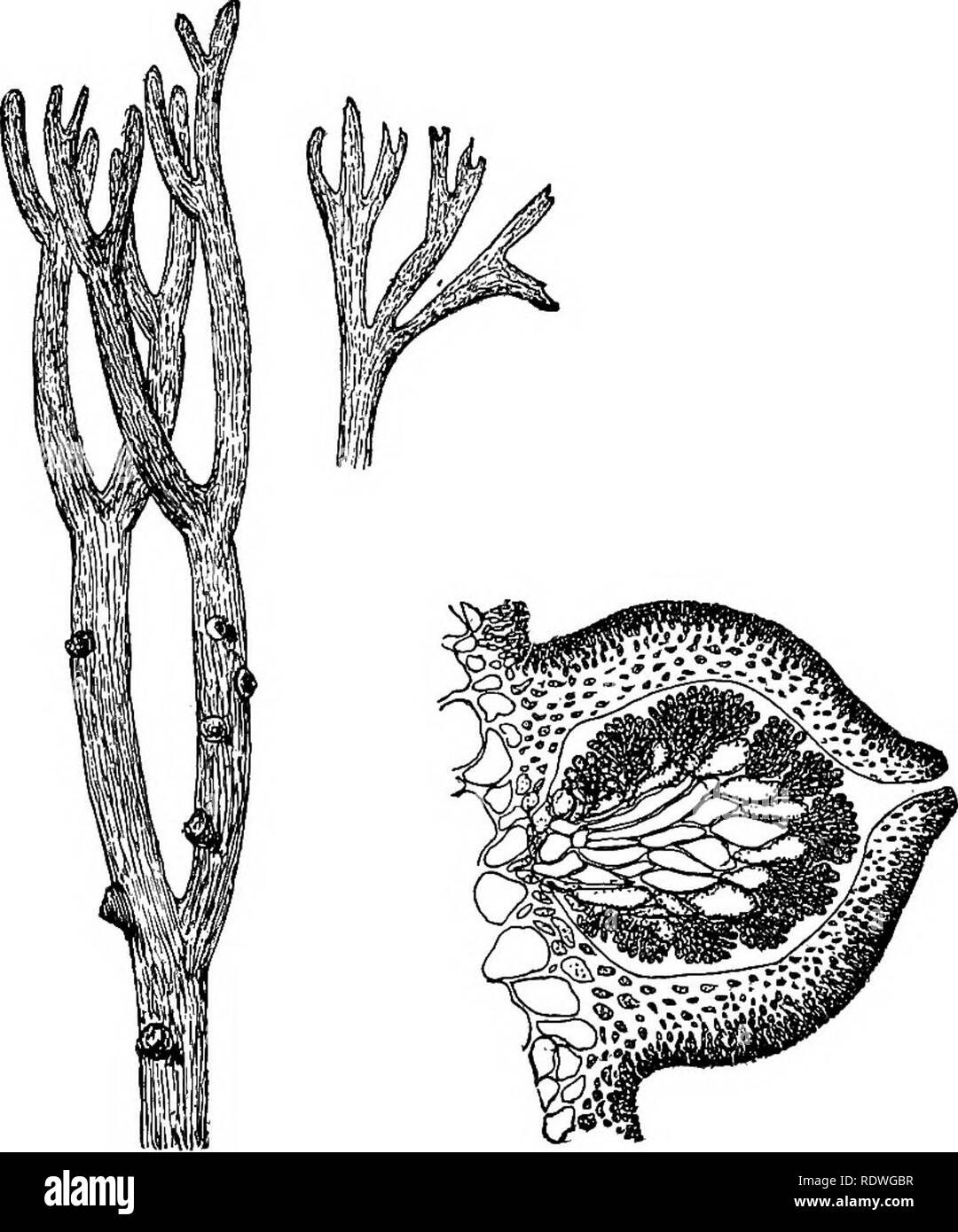. Elementary botany. Botany. n8 MORPHOLOG Y.. Fig. 126. Fig. 127. Gracillaria, portion of frond, Gracillaria, section of cystocarp showing position of cysto- showing spores, carps. 273. The principal groups of the algse are the following: ChlorophycecB. Green algae. ' Protococcoideas (the protococcus (Pleurococ- cus vulgaris); the red-snow plant (Sphaerella nivalis), etc. Conjugatese (spirogyra, zygnema, mougeotia, desmids, etc.). Siphoneae (vaucheria). Confervoideas (oedogonium, chaetophora, cole- ochaete). Cyanophycece (nostoc, oscillatoria, etc.). The blue-green algee. Phceophyceoa (fucus,  Stock Photo