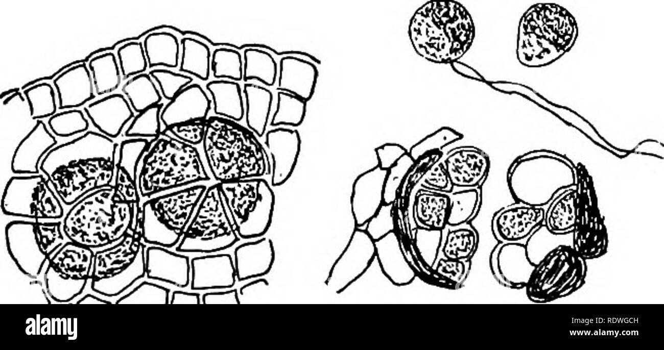 . Elementary botany. Botany. Fig. 116. Coleochaete soluta ; at left branch bearing oogonium (oog); antheridia (ant)i egg in oogonium and surrounded by enveloping threads ; at center three antheridia open, and one spermatozoid ; at right sporocarp, mature egg inside sporocarp wall. cell elongates into a slender tube which opens at the end to form a channel through which the spermatozoid may pass down to the egg. The egg is formed of the contents of the cell (fig. 116). Several oogonia are formed on one plant, and in such a plant as C. scutata they are formed in a ring near the margin of the dis Stock Photo