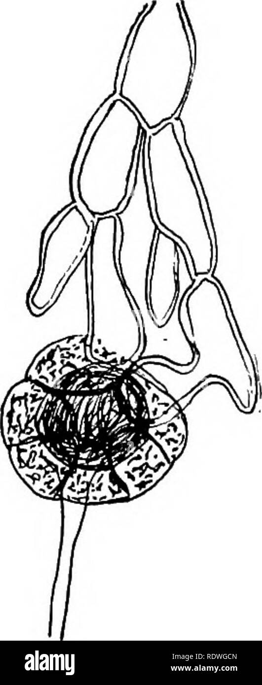 . Elementary botany. Botany. Fig. 116. Coleochaete soluta ; at left branch bearing oogonium (oog); antheridia (ant)i egg in oogonium and surrounded by enveloping threads ; at center three antheridia open, and one spermatozoid ; at right sporocarp, mature egg inside sporocarp wall. cell elongates into a slender tube which opens at the end to form a channel through which the spermatozoid may pass down to the egg. The egg is formed of the contents of the cell (fig. 116). Several oogonia are formed on one plant, and in such a plant as C. scutata they are formed in a ring near the margin of the dis Stock Photo