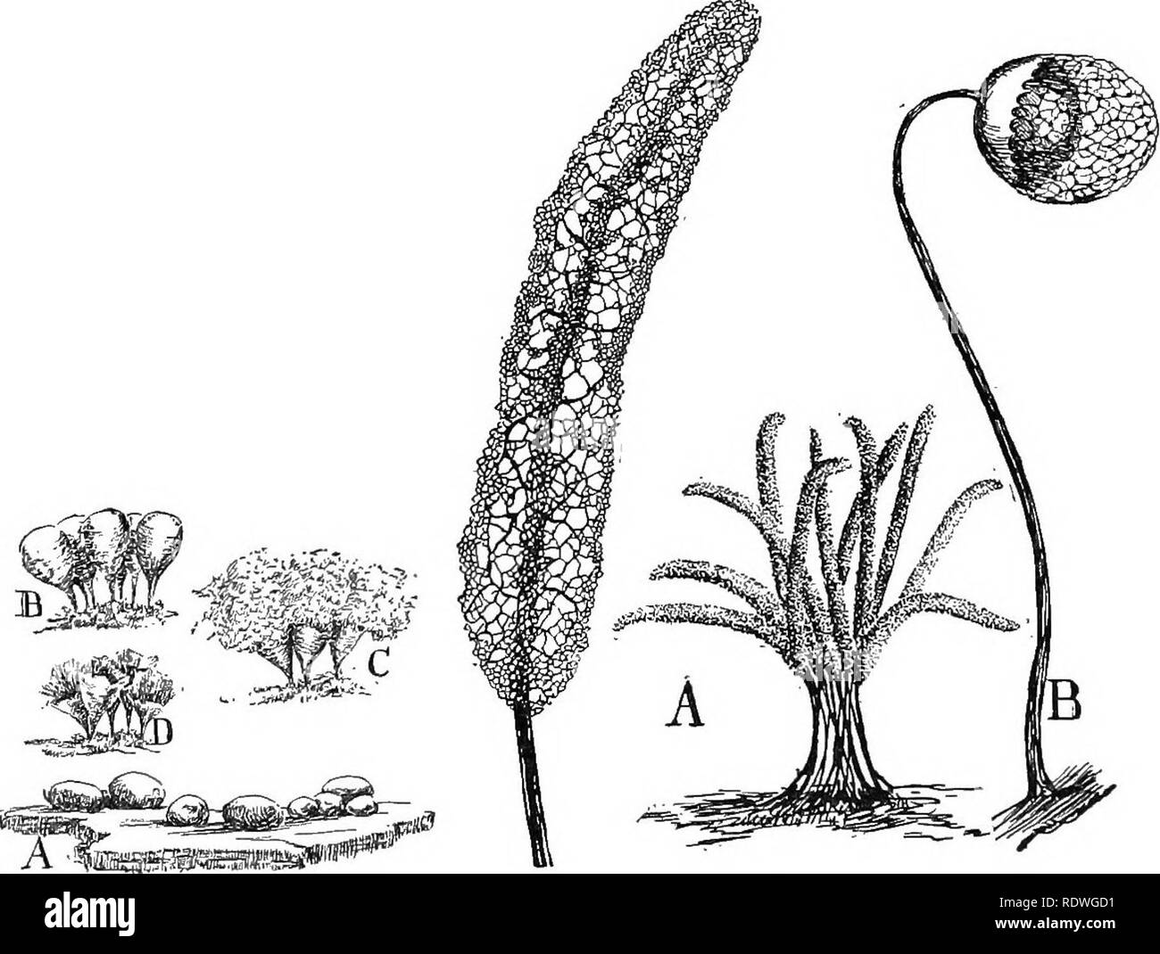 . Nature and development of plants. Botany. ISO LIFE OF A SLIME MOULD form, resembling a miniature, brownish puff ball, is often seen on stumps and fallen logs (Fig. 87). Other kinds are illustrated in Fig. 88. They range in size from scarcely a pin head to nearly a foot in diameter and from spherical to cylindrical and cake-like masses. Not infrequently they are of great beauty owing to their coloration and lace-like structures. These small sacs or spor- angia (sing, sporangium) as they are commonly called, repre- sent but one stage in the life of the slime moulds. If we begin with an examina Stock Photo