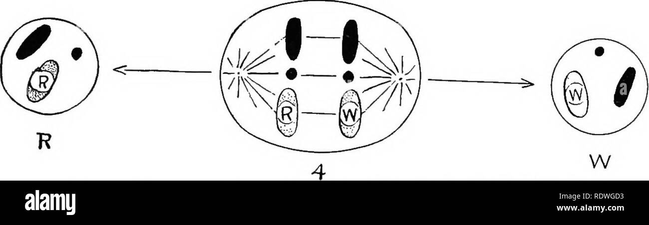 Homologous Chromosomes Black And White Stock Photos Images Alamy