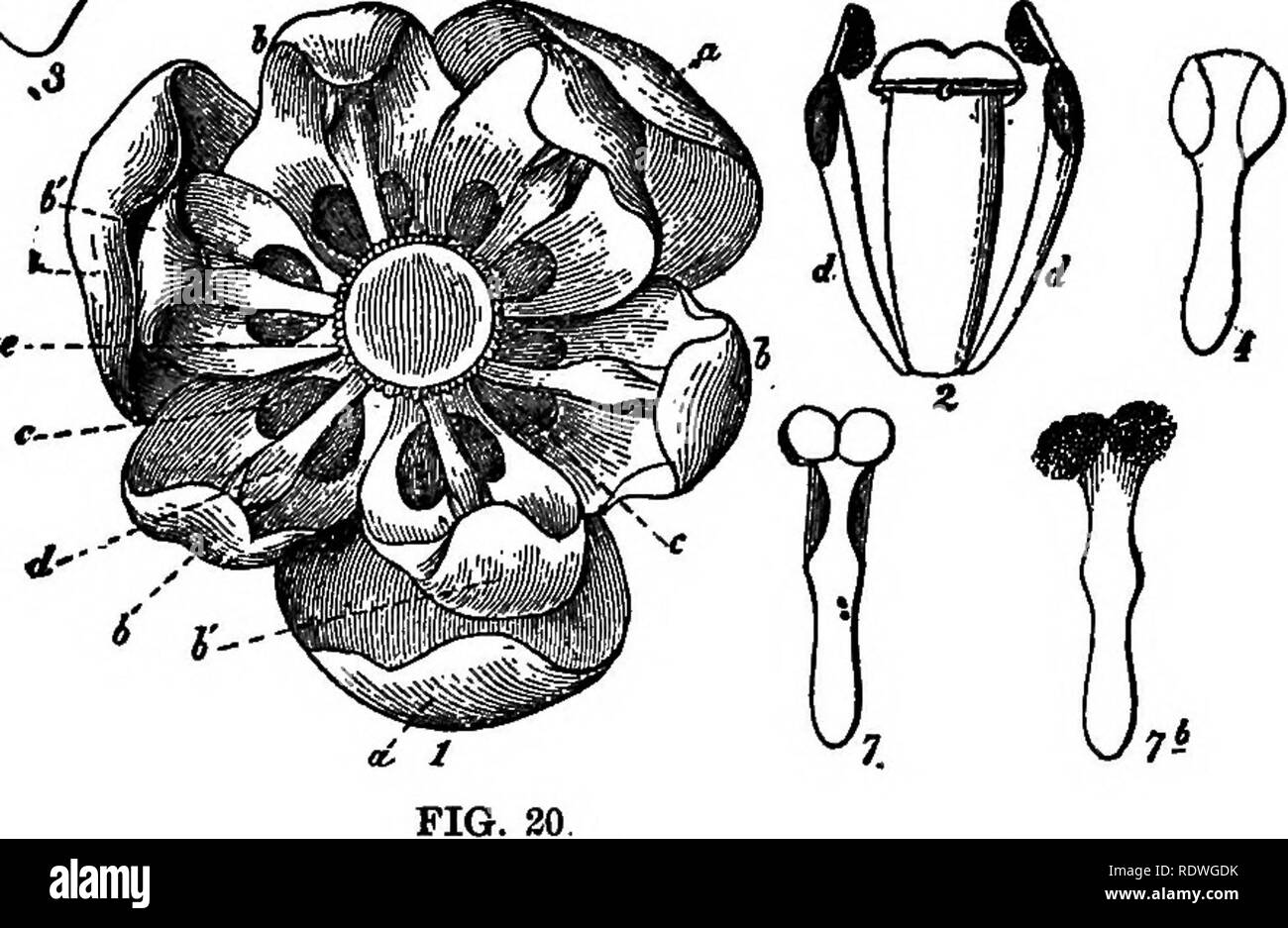 . Flower ecology. Plant ecology; Fertilization of plants. Figr. 20. Flower of common bnrberry (Berberts vulgaris). 1, flower seen above; a, andsepale; h inner petals: c, nectaries; d, filaments; e, stigrma; 3. position of the stamen after springing upward; 3, petal with the two thick, fleshy orange nectaries; 4-7, stamen in different stagree of dehiscence. (After Hermann Mueller.) must soon he dusted all round with pollen and it must fer- tilize every succeeding flower that it visits.&quot; Members of this order are among the prettiest of our early flowers. Dic&amp;itra spectabilis D O, Bleed Stock Photo