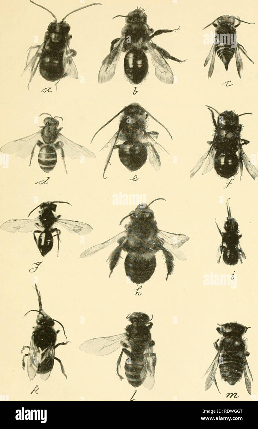 . Economic entomology for the farmer and fruit-grower. Beneficial insects. Fig. 464.. A plate of bees.—a, Melissodes bimaculatus; h, Andrena vicina: c, Caelioxys 8-dentata: d, Halictus ligatus: e, Synhalomia atriventris; f, Osmia rustica; g, Andrena erigenicB: h, Melis- sodes nigripes: i, Megachile tnendica; k, Xenoglossa prunina; I, Tachytes mandibularis; m, Megachile latimanus. All rather more than twice natural size.. Please note that these images are extracted from scanned page images that may have been digitally enhanced for readability - coloration and appearance of these illustrations m Stock Photo