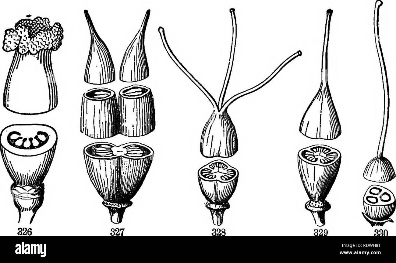 . Gray's school and field book of botany. Consisting of &quot;Lessons in botany,&quot; and &quot;Field, forest, and garden botany,&quot; bound in one volume. Botany; Botany. SECTION 10.] PISTILS. 107 the midnb of the leaf,ânot a seam therefore; but at maturity many fruits such as pea-pods, open by this dorsal as well as by the ventral line. Placenta, a name given to the surface, whatever it be, which bears the ovules and seeds. The name may be needless when the ovules grow directly on the ventral suture, or from its top or bottom ; but when there are many ovules there is usually some expansion Stock Photo