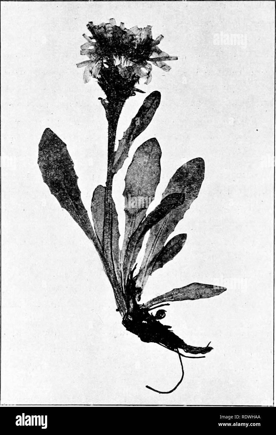 . The vegetation of the Siberian-Mongolian frontiers (the Sayansk region). Botany; Botany. The stems are low, 6—8 cm. long, only slightly overtopping the leaves. Of pretty com- mon occurrence in the Altaian, above the tree limit, growing among lichens and mosses. Flowering and with half ripe achenes at the end of July. Distribution: Arctic Russia and Siberia, Sayansk mountains, northern Mongolia, Trans Baikal.. Fig. 115. Crepis chrysantha (Ledeb.) Turczan. (Vi). Crcpis sibirica L. Spec. PI. ed. II (1763) p. 1135; Turczan. Cat. Baical. no. 711; Karel. et Kiril. Enum. PI. Fl. Alt. no. 559; Ledeb Stock Photo