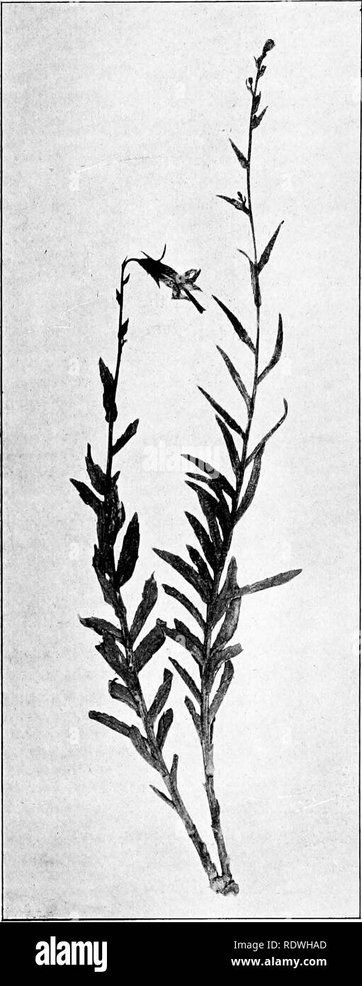 . The vegetation of the Siberian-Mongolian frontiers (the Sayansk region). Botany; Botany. Adenophora liliifolia Ledeb. Ind. Sem. Hort. Dorpat. (1822); Ledeb. Fl. Ross. II, p. 894; Korshinsky, Unters. Russ. Adenophora (1894) p. 39; KpM.i. cDjr. Ajit. Ill (1904) p. 781. A. communis Fischer in Mem. Soc. Natur. Moscou VI, p. 168; Ledeb. Fl. Alt. I, p. 246; Karel. et Kiril. Enum. PI. Fl. Alt. no. 572. A. sfj/Zosal Fischer, Ledeb. Fl. Alt. I, p. 245; Ledeb. Fl. Ross. II, p. 895.^Ar polymorpha Ledeb. var. denticulata, stylo exserto et La- marckii stylo exserto Herder, PI. Radd. (1872) p. 309. A. com Stock Photo