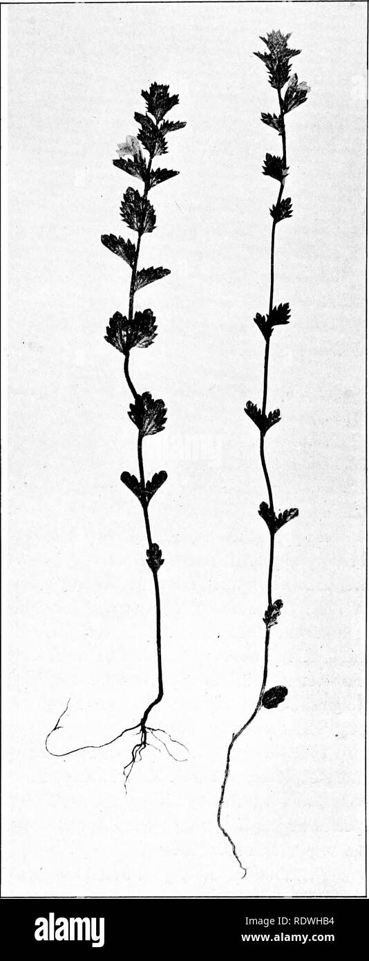 . The vegetation of the Siberian-Mongolian frontiers (the Sayansk region). Botany; Botany. prises Wettstein's E. Regelii, which is more widely distributed in Asia, but all of your specimens bear flowers of the larger type, whereby corresponding to E. Jaeschkei. As the latter has been described after al- pine specimens, it bears rather the cha- racter of an early summer type; your specimens no. 1140 (from islets in the river Abakan) were so far more typi- cal.&quot; According to Wettstein s de- scription, there is no other esential dif- ference between E. Regelii and E. Jaeschkei than the latte Stock Photo