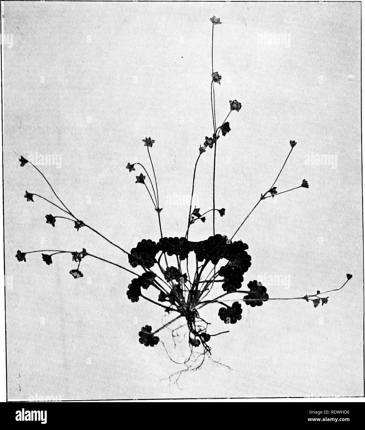 . The vegetation of the Siberian-Mongolian frontiers (the Sayansk region). Botany; Botany. rather deeply and sharply serrate. The pedicels are 1,5—2 cm. long, now and then some- what drooping. The plants are always comparatively few-flowered, only with 2—5 flowers. The calyx is 5—6 mm. long, to about the middle split into narrowly triangular lobes, pointed at the top. The petals are large, 12—14 mm. long.. Fig, 99. Androsace Gmelini (Lam.) Gaertn. (Vi). Of rather frequent occurrence in the Altaian, in mossy, shady places, along moun- tain rivulets, etc., in the subalpine region, near the tree  Stock Photo