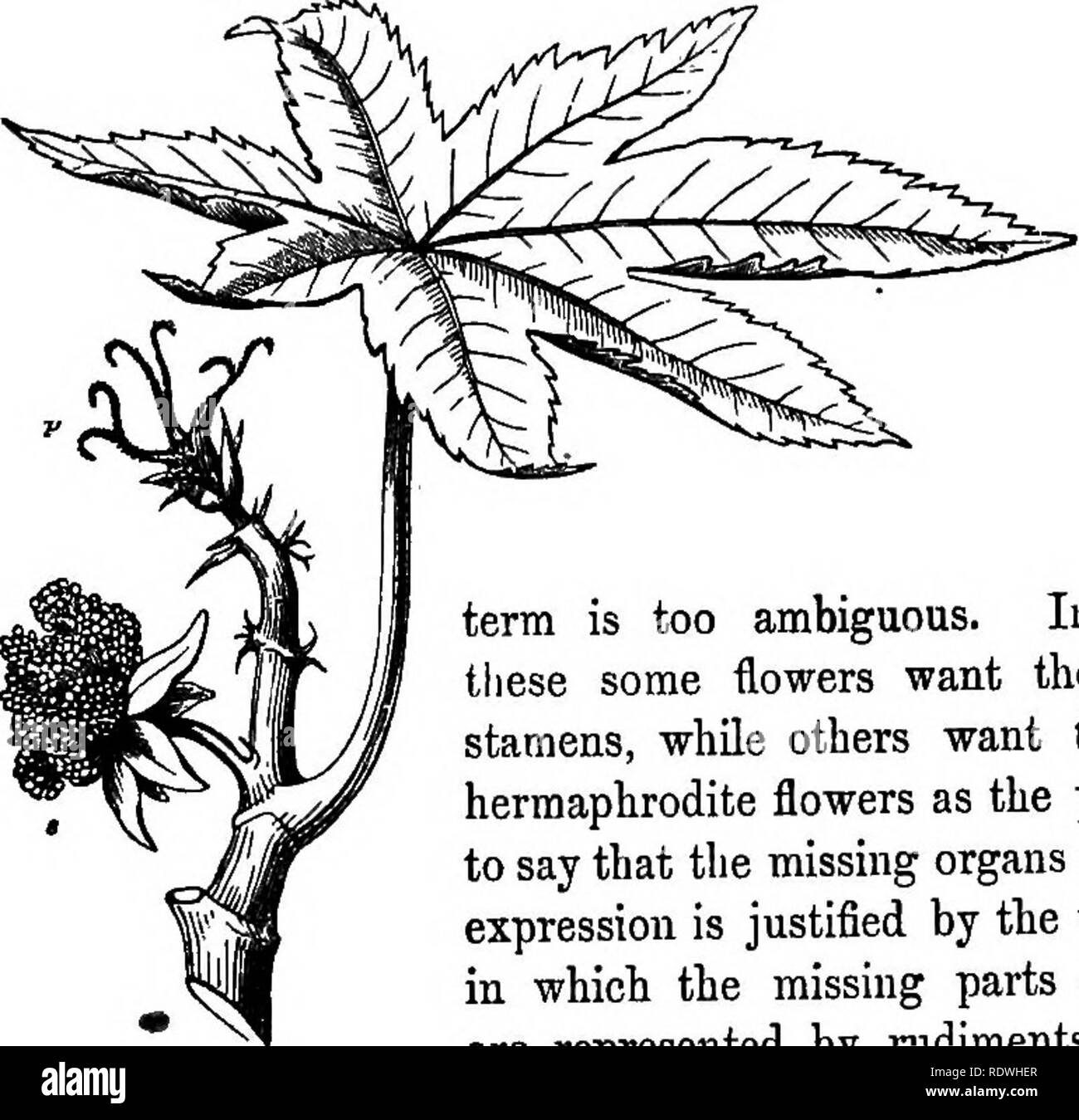 . Gray's school and field book of botany. Consisting of "Lessons in