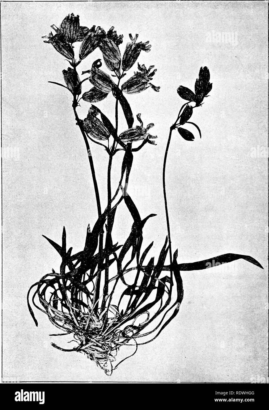 . The vegetation of the Siberian-Mongolian frontiers (the Sayansk region). Botany; Botany. Fig. 86. Silene tenuis Willd. (Vi). 224. Please note that these images are extracted from scanned page images that may have been digitally enhanced for readability - coloration and appearance of these illustrations may not perfectly resemble the original work.. Printz, Henrik, 1888-. [Trondhjem] K. Norske Videnskabers Selskab Stock Photo