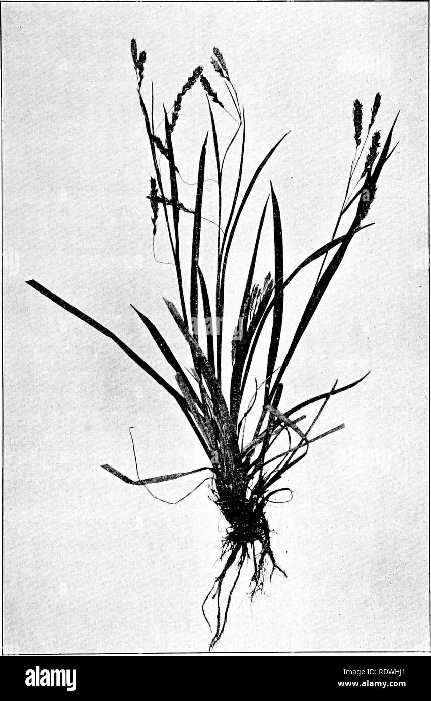 . The vegetation of the Siberian-Mongolian frontiers (the Sayansk region). Botany; Botany. Regelliana the beak is very long. The number of the spikes is generally 4 to 6, of which the upper one is a rather small and few-flowered staminate spike, protruding nearly as high as the uppermost pistillate spike, or sometimes slightly higher. The number of the pistillate spikes is, by the way, from 3 to 5, very flowery and dense, containing about 20 flowers each. The pistillate spikes are oblong or cylindrical, from 12 to 15. Fig. 80. Carex capillaris L. subspcc, dciuiflora nov. subspec. (Vi). 159. Pl Stock Photo