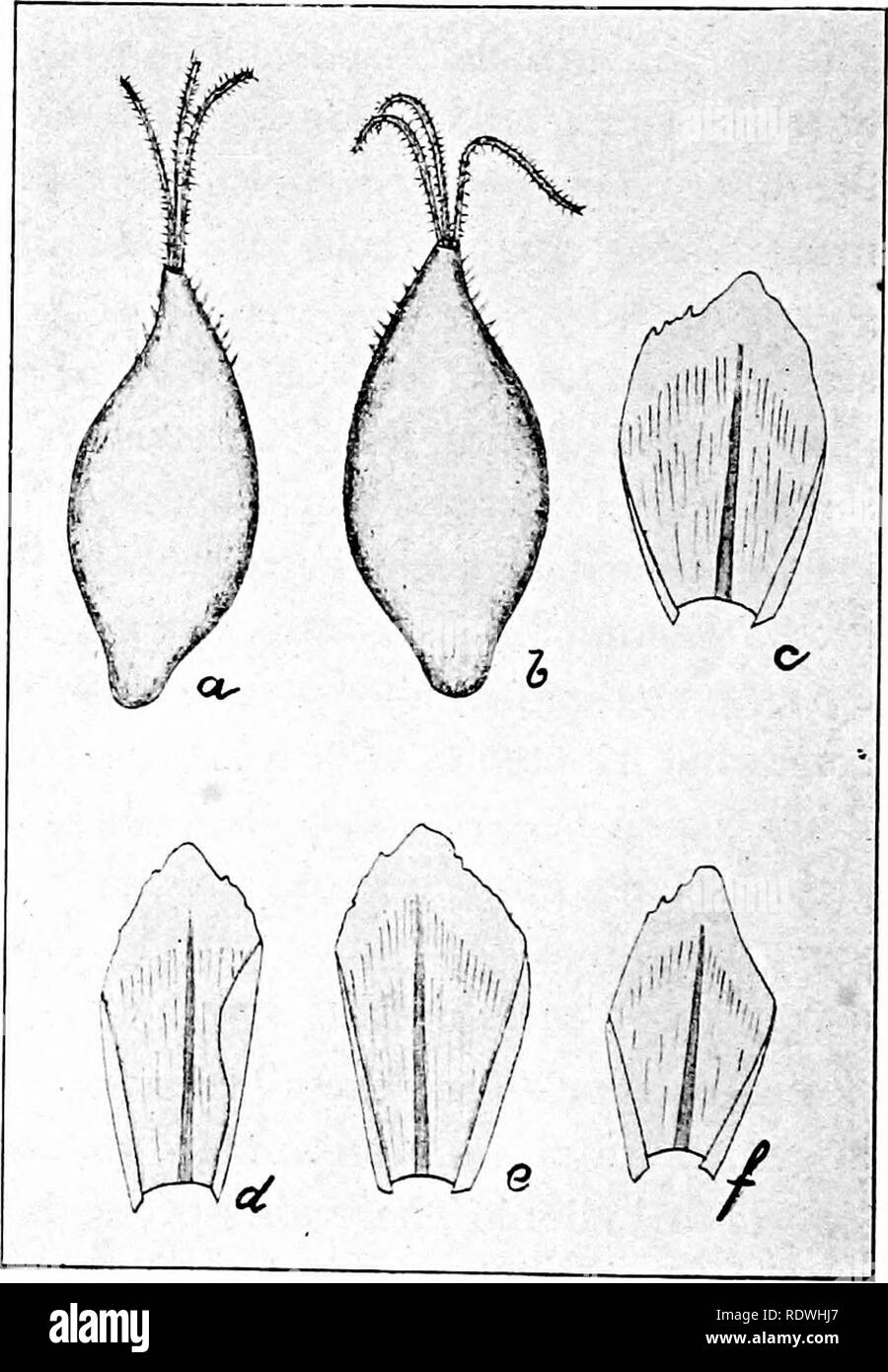 . The vegetation of the Siberian-Mongolian frontiers (the Sayansk region). Botany; Botany. rivers Olonek and Lena, the Tschuktscher Peninsula, the Arakam Island, as well as North America and Greenland. Carex sempervirens Vill. PI. Dauph. II (1787) p. 214. subspec. tristis (Marsch.-Bieb.) Kiikenth. Cyper.-Caricoid. in Engl. Pflanzenr. H. 38 (IV, 20, 1909) p. 569. Kiikenth. Cyper. Sibir. in ^catohko, MaT. &lt;&amp;.i. Ch6. II (1912) p. 154; KpBM. $.T. Ajit. .VI (1912) p. 1515. Carex tristis Marsch.-Bieb. Fl. Taur. Cauc. Ill (1819) p. 615; C. A. Meyer in Ledeb. Fl. AH. IV, p. 228; Bunge, Enum. Al Stock Photo