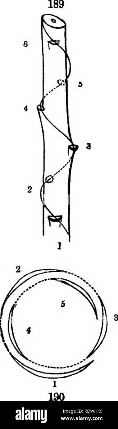 . Gray's school and field book of botany. Consisting of &quot;Lessons in botany,&quot; and &quot;Field, forest, and garden botany,&quot; bound in one volume. Botany; Botany. The Fio. 188. Shoot with its leaves 5-ranked, the sixth leaf over the first; as in the Apple-tree. Fig. 189. Diagram of this arrangement, with a spiral line drawn from the attach, ment of one leaf to the next, and so on; the parts on the side turned from the eye are fainter. Fig. 190. A ground-plan of the same; the section of the leaves similarly num- bered ; a dotted line drawn from the edge of one leaf to that of the nex Stock Photo