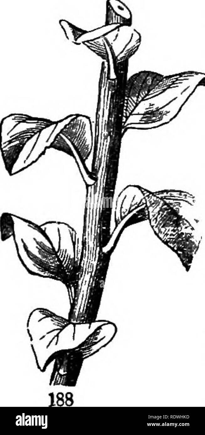 Two ranked leaf arrangement hires stock photography and images Alamy