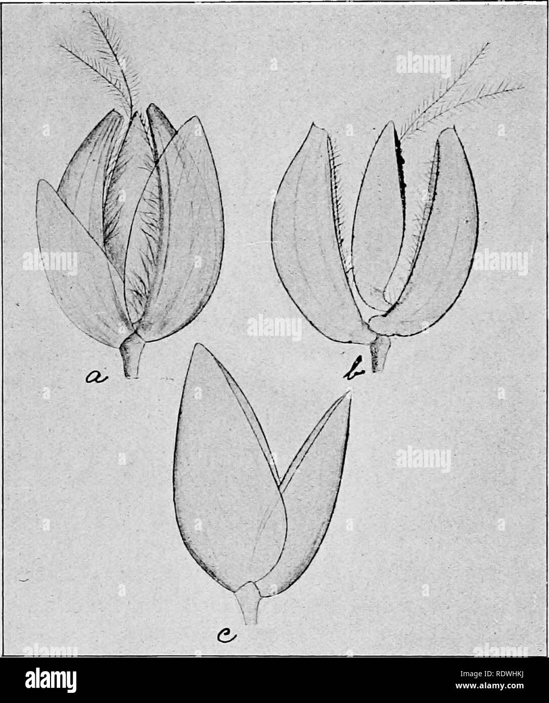 . The vegetation of the Siberian-Mongolian frontiers (the Sayansk region). Botany; Botany. Hierochloe odorata (L.) Wahlenb. Fl. Ups. (1820) p. 32; PoaceBrnxi., SjianH II-b'b $eA- lesKo, $ji. Asiax. Pocciii VI (1914) p. 103; Kpw.i. $ji. Ajit. VII (1914) p. 1552. Hierochloe borealis Roem. et. Schult. Syst. Veget. II (1817) p. 513; Ledeb. FI. Alt. I, p. 92: Tur- czan. Cat. Baical. no. 1289; Karel. et Kiril. Enum. PI. Fl. Alt. no. 913; Ledeb. Fl. Ross. IV, p. 407; Turczan. Fl. Baical.-Dahur. (1856, I) p. 9, no. 1287. [Tab. II, Fig. 2]. The specimens belonging to this one, gathered by me in South S Stock Photo