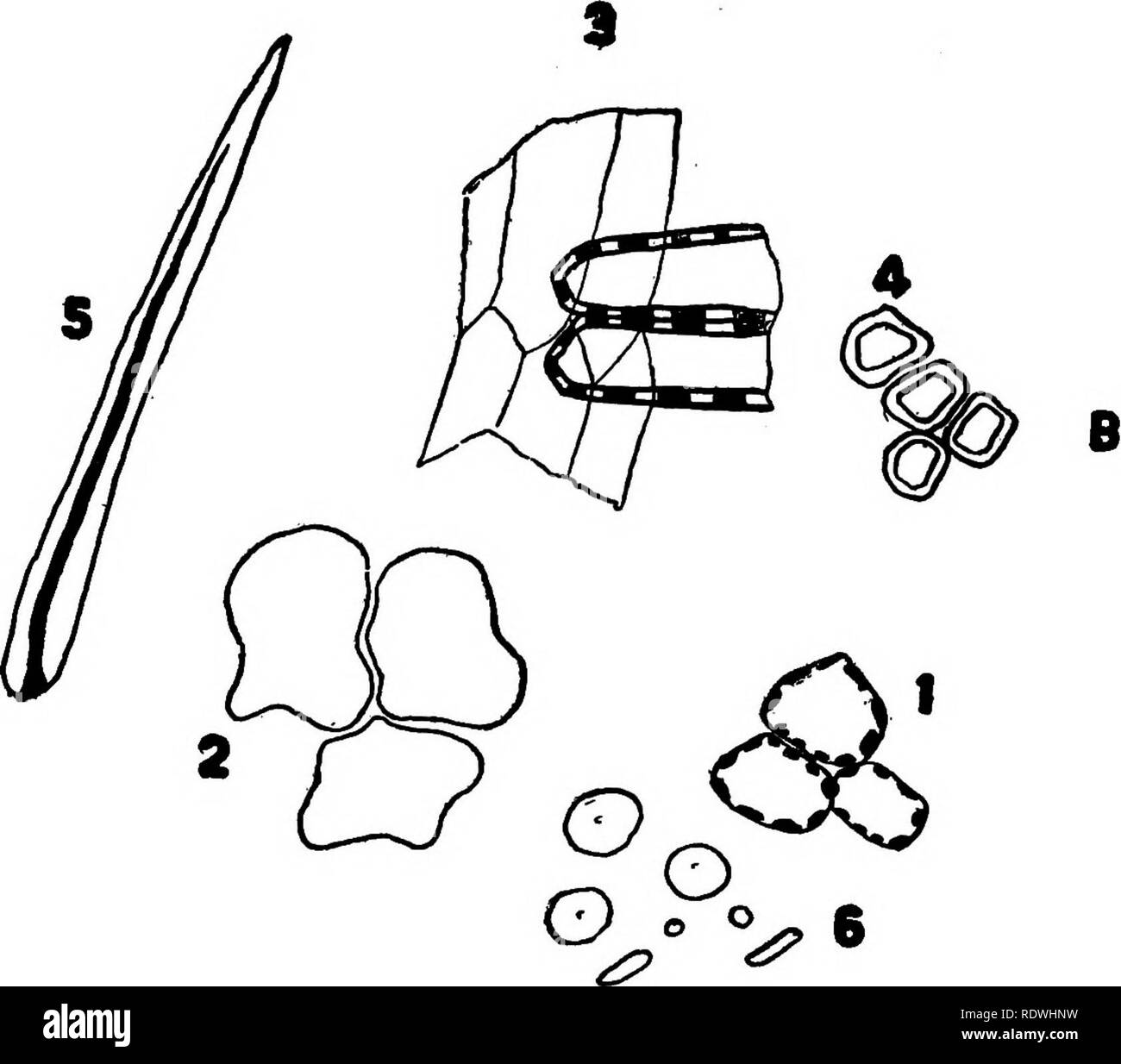 . The elements of vegetable histology. Plant anatomy. Plate 68.—Seed Structure. A. Transverse Section, Wheat. F. Pericarp 2. Mesocarp. 3. Endocarp. E. Seed Tissues. 4. perisperm layer. 4. Endosperm, aleurone layer containing starch. B. Powdered Wheat. 1. Epicarp tissue. tissue. 4. Aleurone cells of the endosperm, carp. 6. Starch. 208 or fruit layers. 1. Epicarp. Seed coats consolidated with 6. Endosperm, parenchyma 2. Perisperm tissue. 3. Seed coat 5. Unicellular trichome from epi-. Please note that these images are extracted from scanned page images that may have been digitally enhanced for r Stock Photo