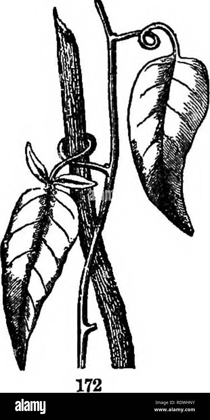 . Gray's school and field book of botany. Consisting of &quot;Lessons in botany,&quot; and &quot;Field, forest, and garden botany,&quot; bound in one volume. Botany; Botany. 64 LEAVES. [SECTION 7. a large and very showy petal-like leaf; the original dry scale is apparent iu the notch at the apex. 167. Leaves as Spines occur in several plants. A familiar instance is that of the common Barberry (Fig. 171)- In almost any summer shoot, most of the gi-adations may be seen between the ordinary leaves, with sharp bristly teeth, and leaves which are reduced to a branching spine or thorn. The fact that Stock Photo