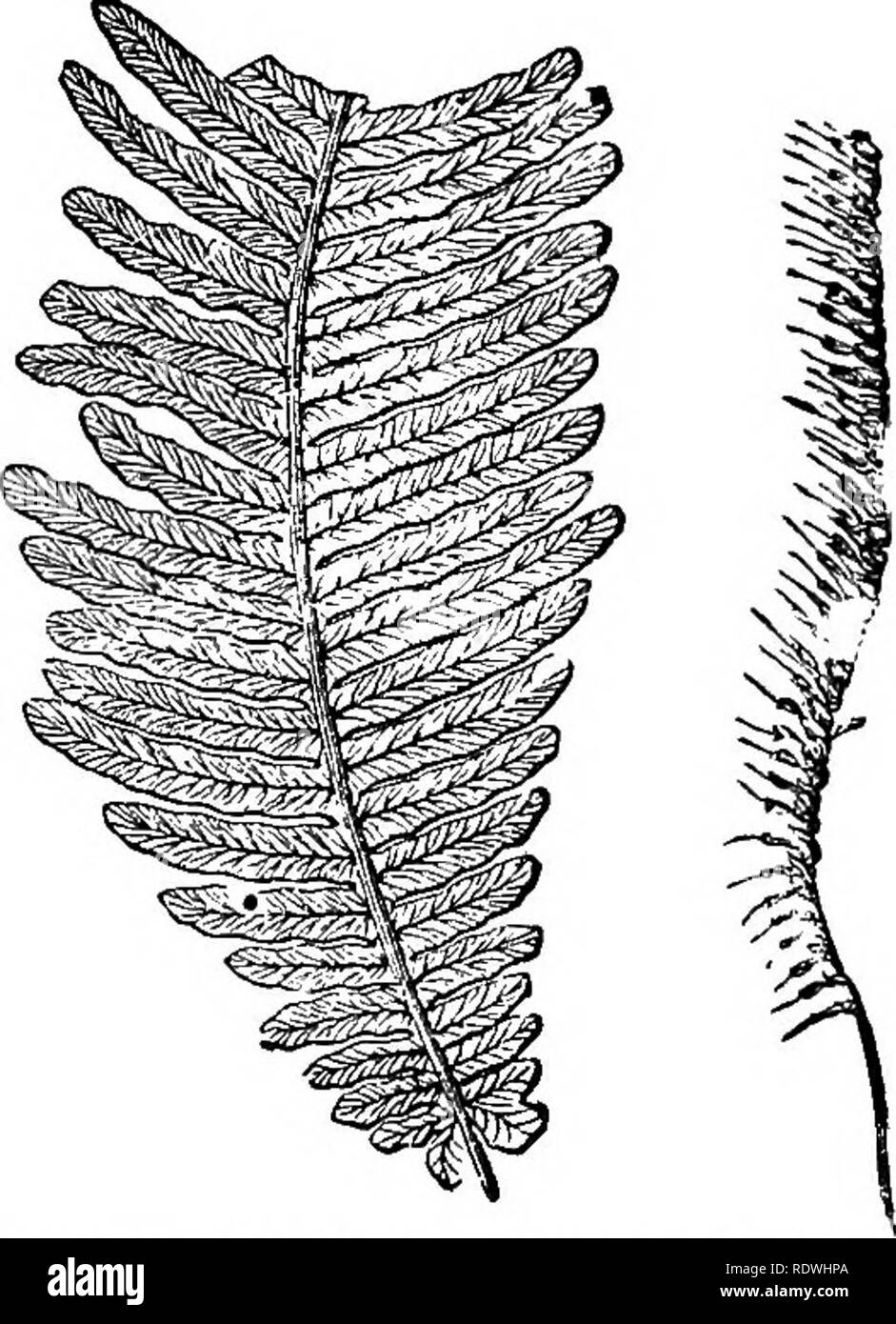 . Ferns: British &amp; foreign. The history, organography, classification, and enumeration of the species of garden ferns with a treatise on their cultivation, etc. etc. Ferns. AN ENUMEEATION OF CULTIVATED FEENS. 255 31. T. rigidum, 8w.; Hedw. Fil. mm, la. T. obscurum, Blume.—Tropics. 32. T. fceniculaceum, Bory. T. meifolium, Kaulf. En. Fil. t. 2 {non Bory).— Mauritius and Bourbon. 33. T. meifolium, Bovy, T. Bauerianum, Endl.—East Indiee, Bourbon, Malayan, Philippine and Pacific Islands, Norfolk Island. 34. T. elongattun, A. Cunn.,- Hooh. Ic. PI. t. 701. — New Zealand. 35. T. setigerum, Backho Stock Photo