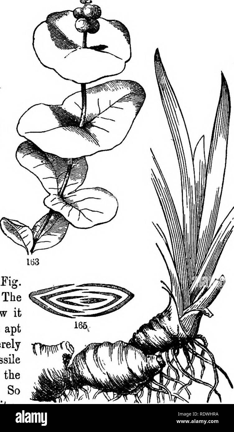 . Gray's school and field book of botany. Consisting of &quot;Lessons in botany,&quot; and &quot;Field, forest, and garden botany,&quot; bound in one volume. Botany; Botany. Bellwort (Uvularia perfoliata, Eig. 162) is a famihar illustration. The lower and earlier leaves show it distinctly. Later, the plant is apt to produce some leaves merely clasping the stem by the sessile and heart-shaped base, and the latest may be merely sessile. So the series explains the peculiarity: Ig^ in the formation of the leaf the bases, meeting around the stem, grow togetlier there. 159. Connate-perfoliate. Such  Stock Photo