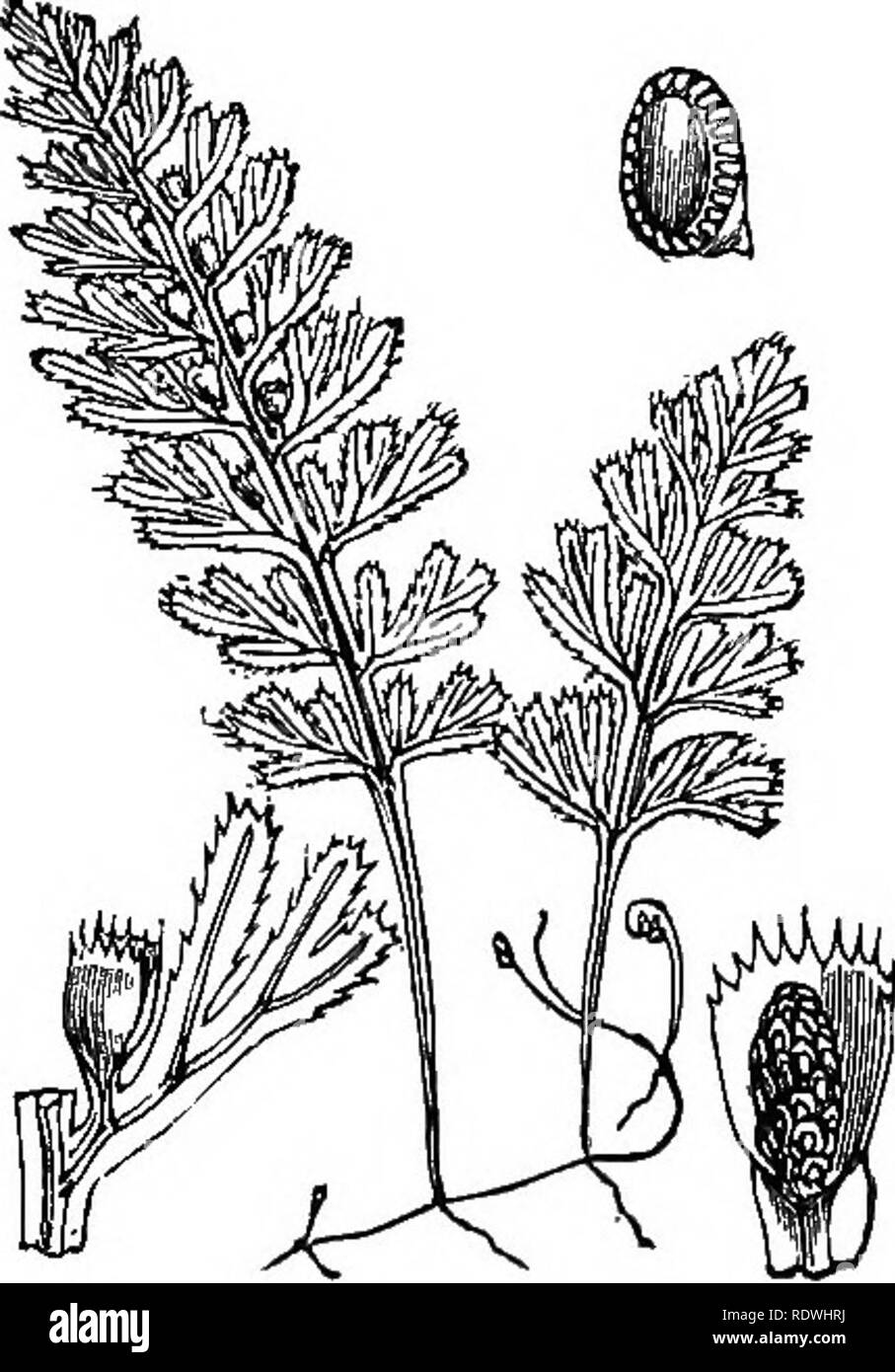 . Illustrations of the British flora: a series of wood engravings, with dissections, of British plants. Botany; Botany. 1312. Woodsia ilvensis, Br. [1313. Trichomanes radicans, Sw. At/line W. Bristle Fern.. 1314. Hymenophyllum tunbridgense, L. Tinihridge Filmy Fent,. Please note that these images are extracted from scanned page images that may have been digitally enhanced for readability - coloration and appearance of these illustrations may not perfectly resemble the original work.. Fitch, W. H. (Walter Hood), 1817-1892; Smith, George Worthington, 1835-1917; Bentham, George, 1800-1884. Handbo Stock Photo