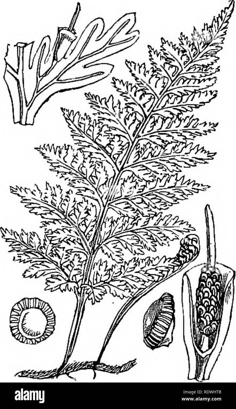 . Illustrations of the British flora: a series of wood engravings, with dissections, of British plants. Botany; Botany. 1312. Woodsia ilvensis, Br. [1313. Trichomanes radicans, Sw. At/line W. Bristle Fern.. Please note that these images are extracted from scanned page images that may have been digitally enhanced for readability - coloration and appearance of these illustrations may not perfectly resemble the original work.. Fitch, W. H. (Walter Hood), 1817-1892; Smith, George Worthington, 1835-1917; Bentham, George, 1800-1884. Handbook of the British flora. London, L. Reeve Stock Photo