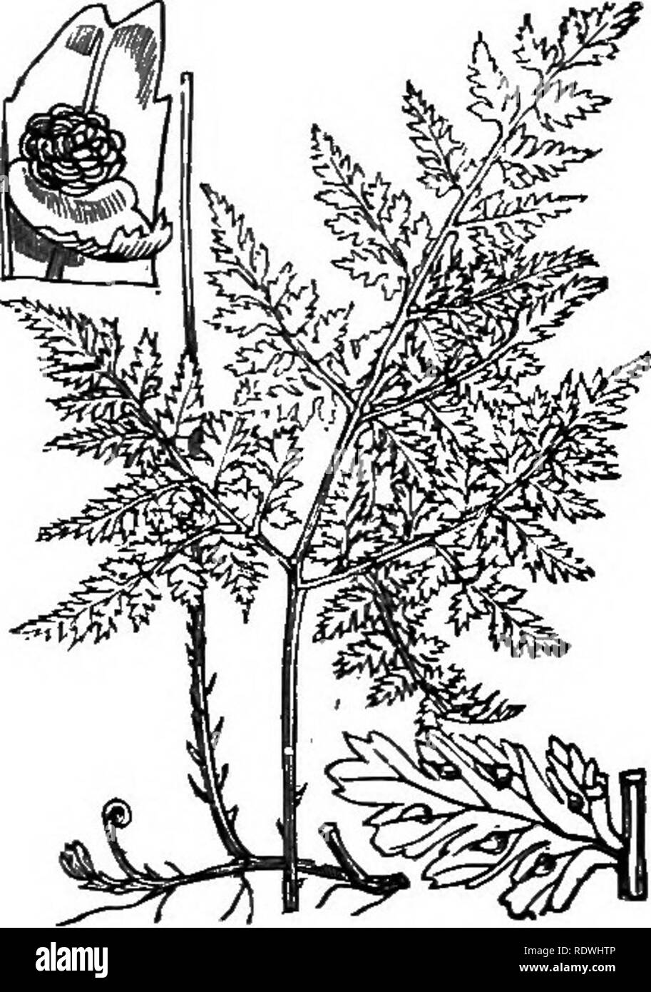 . Illustrations of the British flora: a series of wood engravings, with dissections, of British plants. Botany; Botany. 1310. Cystopteris fragilis, Bern. ,1311. Cystopleris montana, Bern. Brittle Bladderjern. MoHntain Bladderfern.. Please note that these images are extracted from scanned page images that may have been digitally enhanced for readability - coloration and appearance of these illustrations may not perfectly resemble the original work.. Fitch, W. H. (Walter Hood), 1817-1892; Smith, George Worthington, 1835-1917; Bentham, George, 1800-1884. Handbook of the British flora. London, L.  Stock Photo