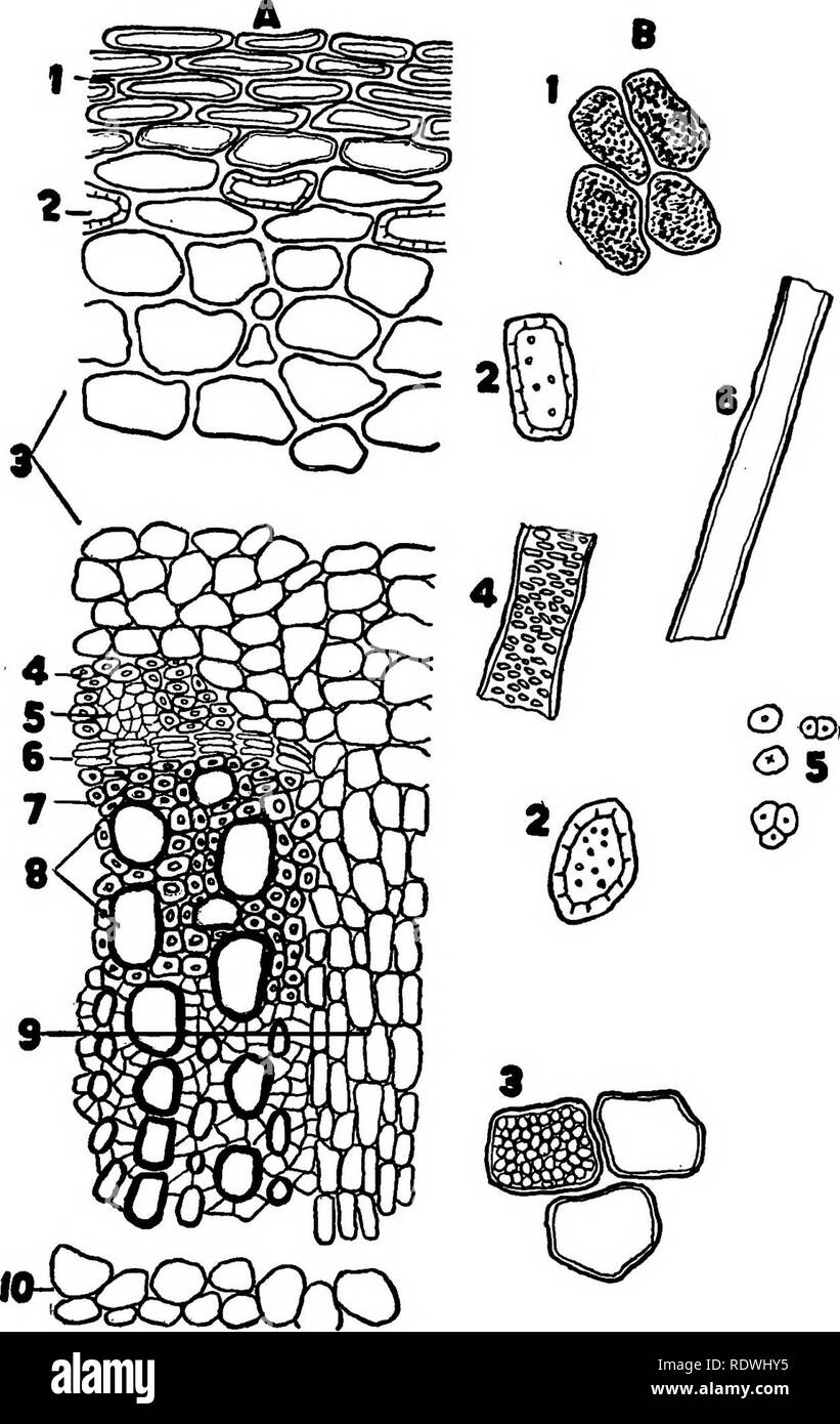 Vegetable fibers Black and White Stock Photos & Images Alamy