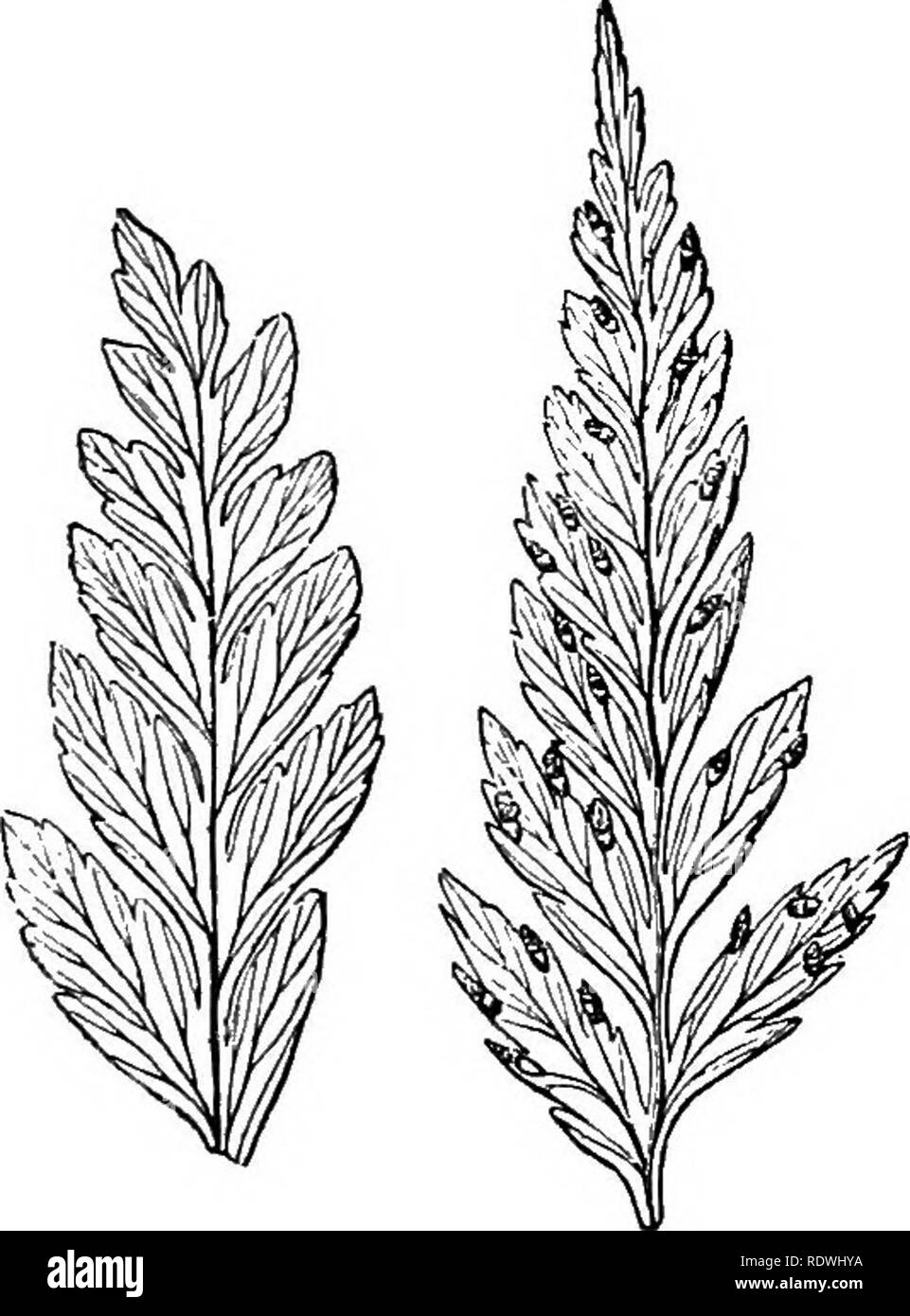 . Ferns: British &amp; foreign. The history, organography, classification, and enumeration of the species of garden ferns with a treatise on their cultivation, etc. etc. Ferns. 23 !â feii:n's : bkitish and foeeion. 122. LOXSOMA,B. Pr. Vernation uniserial, sarmentose. Fronds long etipitate, doltoid, decompound, 1-14 foot high, glaucous beneath; lacinisa lanceolate, dentate. Veins simple or forked; venules free, their apices prolonged, forming a free columnar receptacle. Sjoecial. Genus 122-âPortions of barren and fertile frond, natural sizej ditto, enlarged. No. 1. and Accessory Indusia united Stock Photo