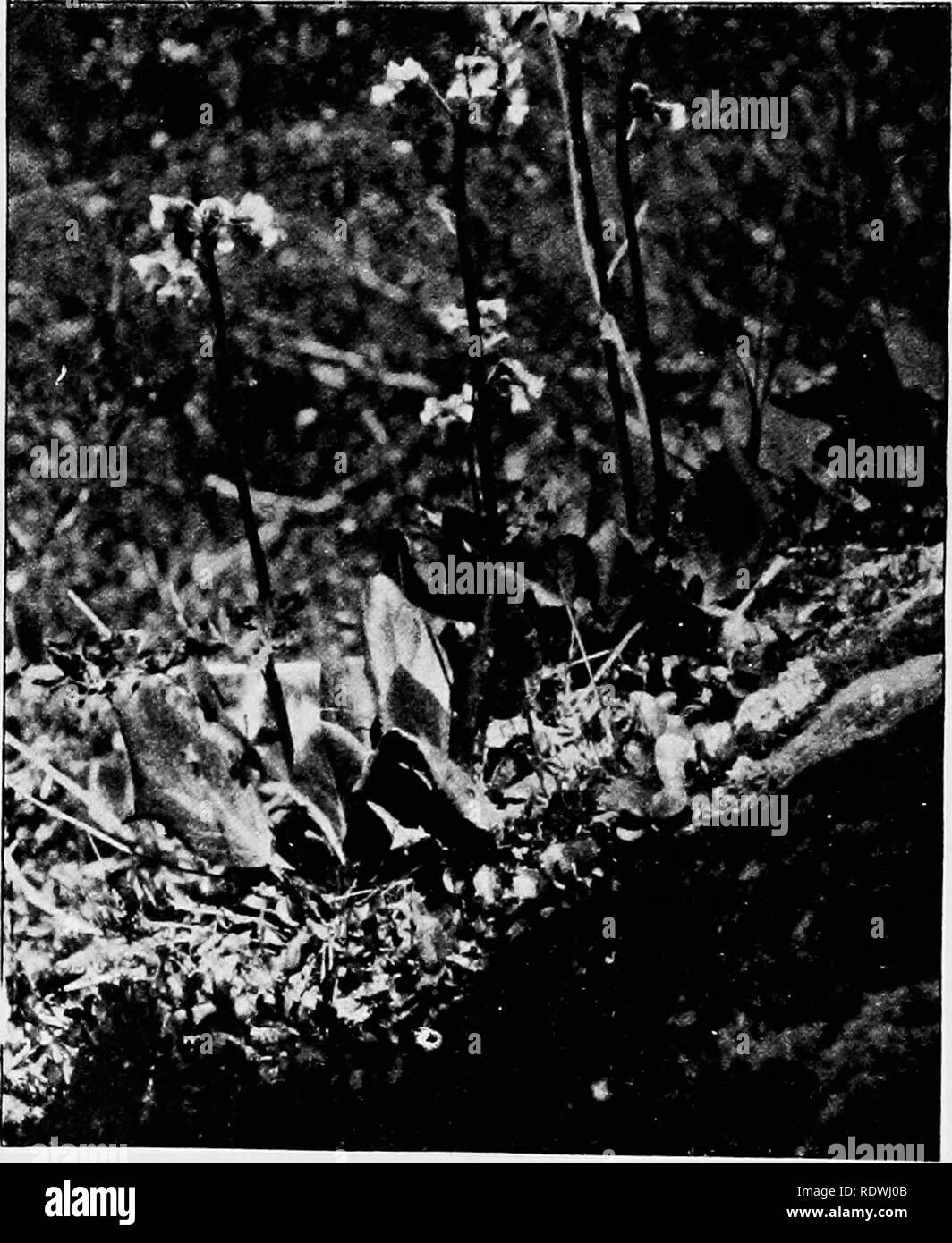 . The vegetation of the Siberian-Mongolian frontiers (the Sayansk region). Botany; Botany. Salix piirolaefolia, Rhododendron dcmricnm, Conjdalis pauciflora. Astragalus frigidus. Lalhgrus humilis, Orobiis alpestris, Chrysospleniiim nudicaule, Aegopodium alpestie, Pelasites frigidus, Scorzonera radiata, Pediculaiis uncinata, Luzula multiflora, Laihgrus Gmelini, Saussnren nlpinn, Myosotis silvalica var. alpestris, Euphorbia lutescens, Aconilum ambiguum subspec. alpinum nov. comb., Calamagrostis Langsdorffii f. gracilis, Veronica sajanensis nov. spec, Cgstopleiis inontana, Polemonium coerulenm, Tr Stock Photo
