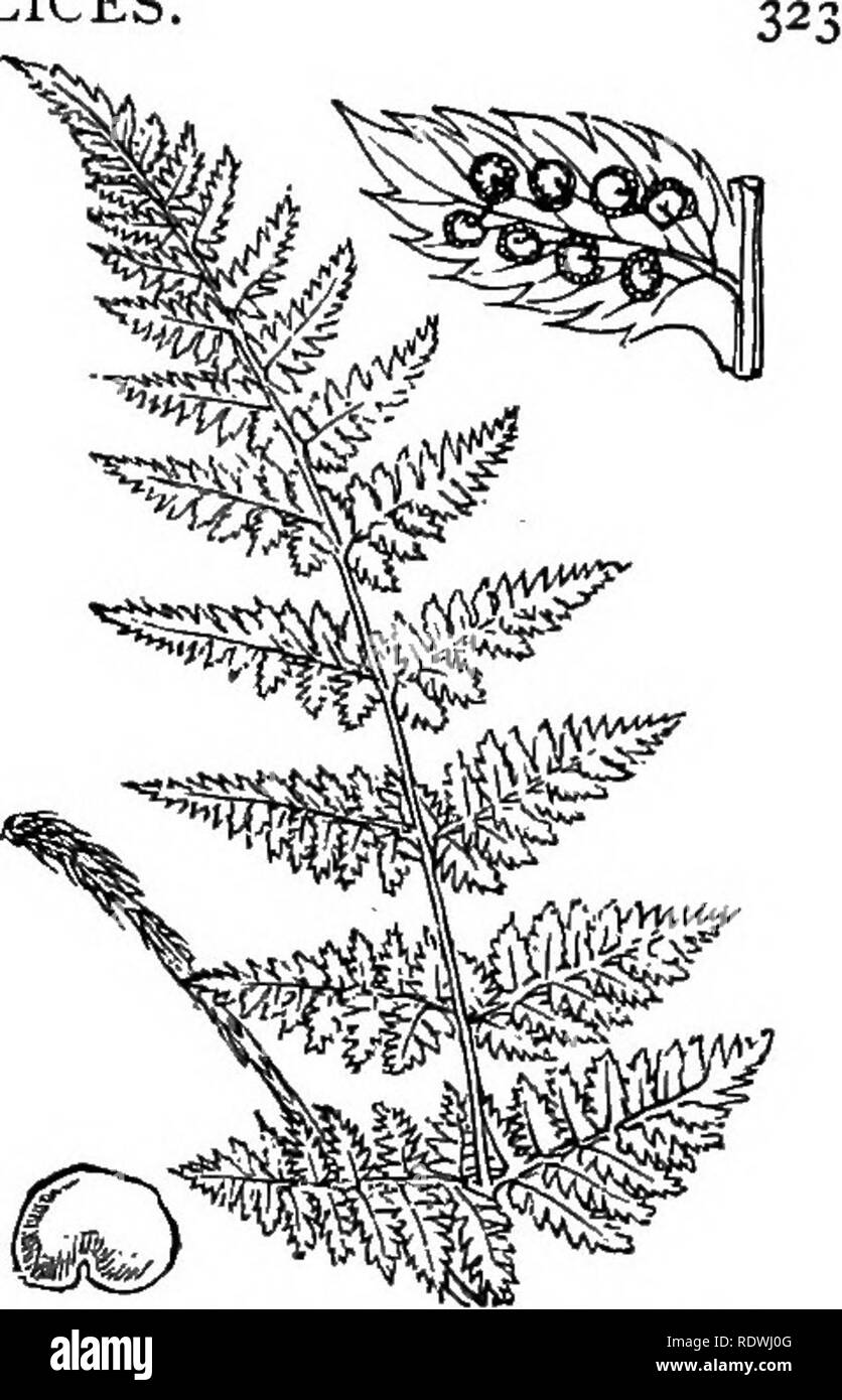 . Illustrations of the British flora: a series of wood engravings, with dissections, of British plants. Botany; Botany. 1294. Aspidium rigidum, Sw. Nephrodium, Lastrea or Dryopteris ri. Rigid Shieldfern.. 1293. Aspidium spinulosum, Sw. Nephrcdiiim, Lastrea or Dryopteris sp. Broad Skieldjer?i.. Please note that these images are extracted from scanned page images that may have been digitally enhanced for readability - coloration and appearance of these illustrations may not perfectly resemble the original work.. Fitch, W. H. (Walter Hood), 1817-1892; Smith, George Worthington, 1835-1917; Bentham Stock Photo