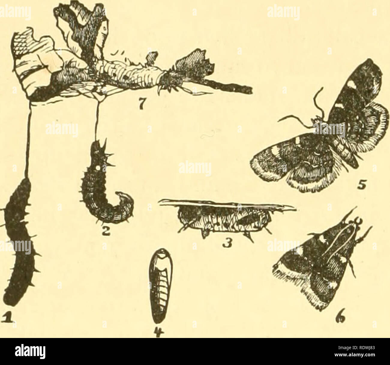 . Economic entomology for the farmer and fruit-grower. Beneficial insects. 312 AN ECONOMIC ENTOMOLOGY.. to penetrate the webs and come into direct contact with the larvae. Sometimes insects of this series are not confined to green vegetation, as in the case of the "clover-hay worm," Asopia costa/is, which attacks the dry or partially dry product, webbing it up and causing more or Fic. 356. less injury. Its near ally, Pyralis fari7ialis, may be found in barns or bins where grain is carelessly stored, and the caterpil- lars make little tubes, formed partially of silk, partially of frag Stock Photo